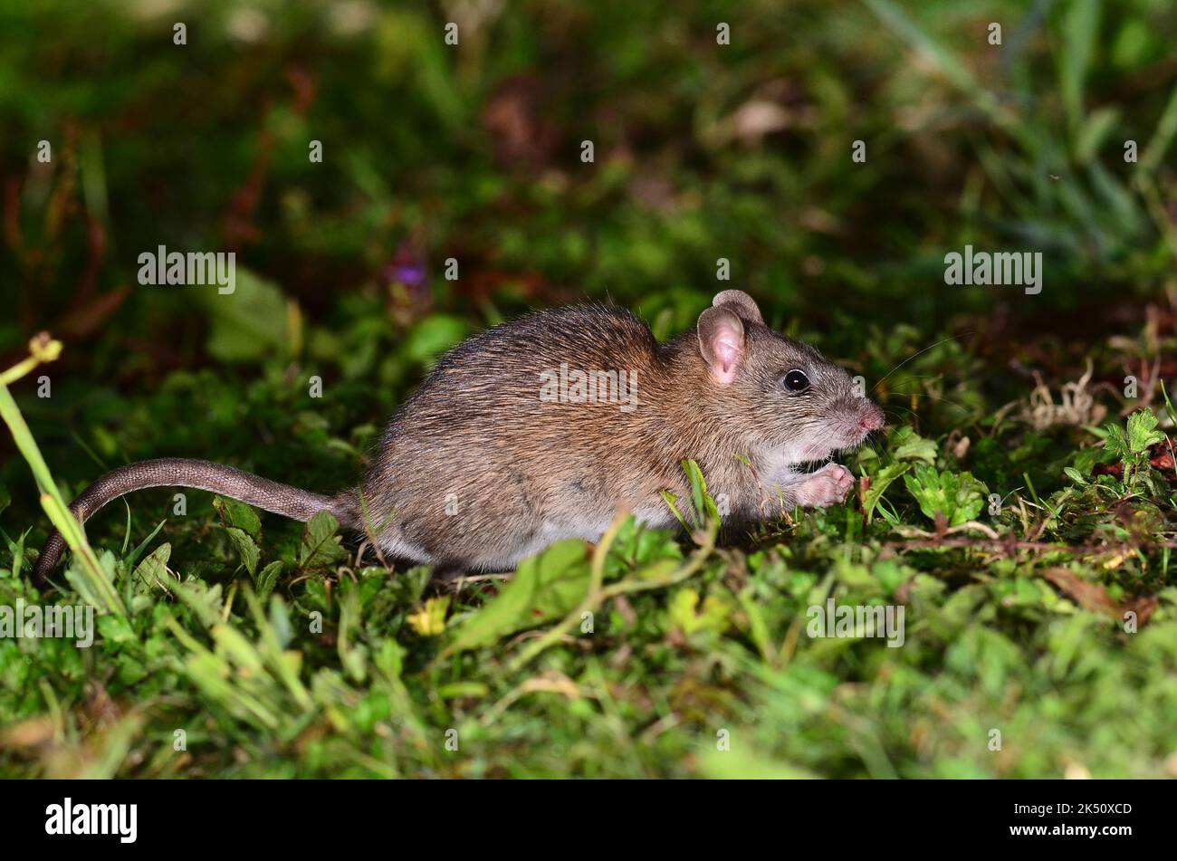 rat brun Banque D'Images