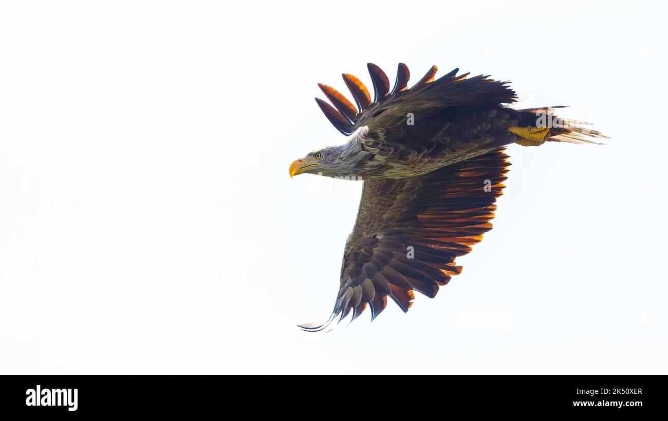 Un aigle à queue blanche dans le désert du delta du Danube en Roumanie Banque D'Images