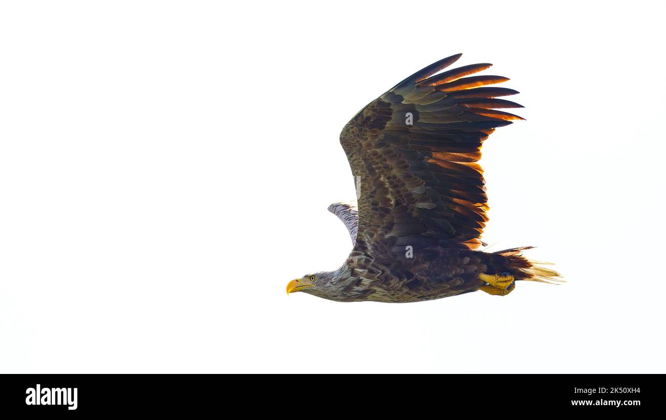 Un aigle à queue blanche dans le désert du delta du Danube en Roumanie Banque D'Images