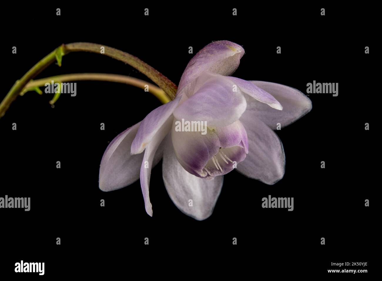 Anemonopsis macrophylla Banque D'Images