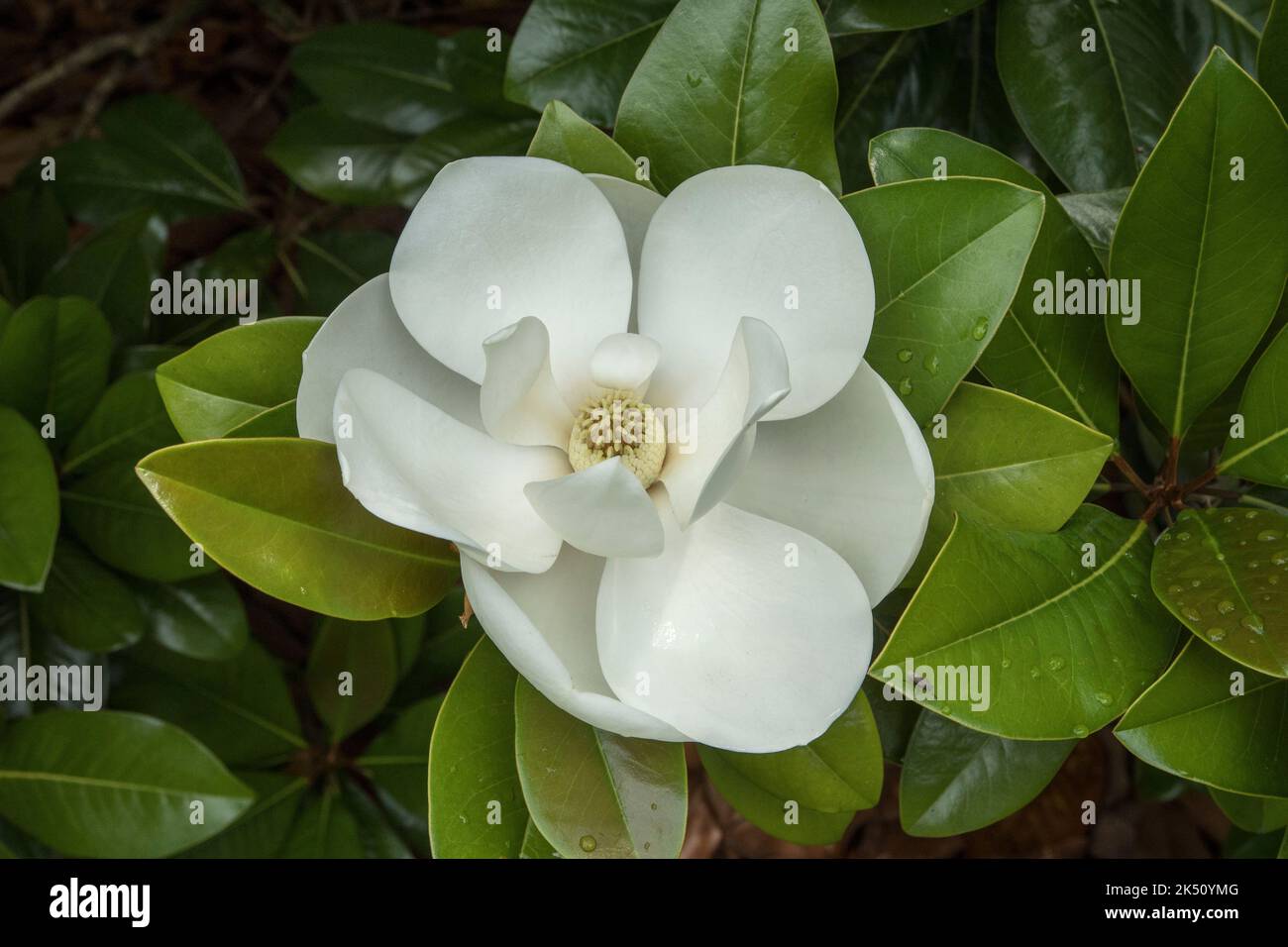 Magnolia grandiflora Banque D'Images