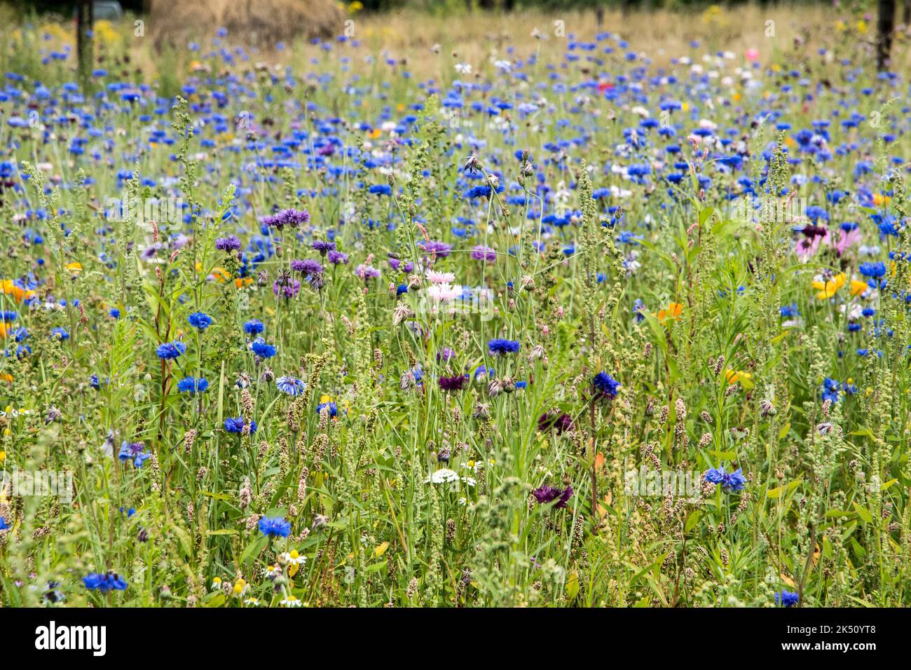 Champ avec fleurs de maïs Banque D'Images