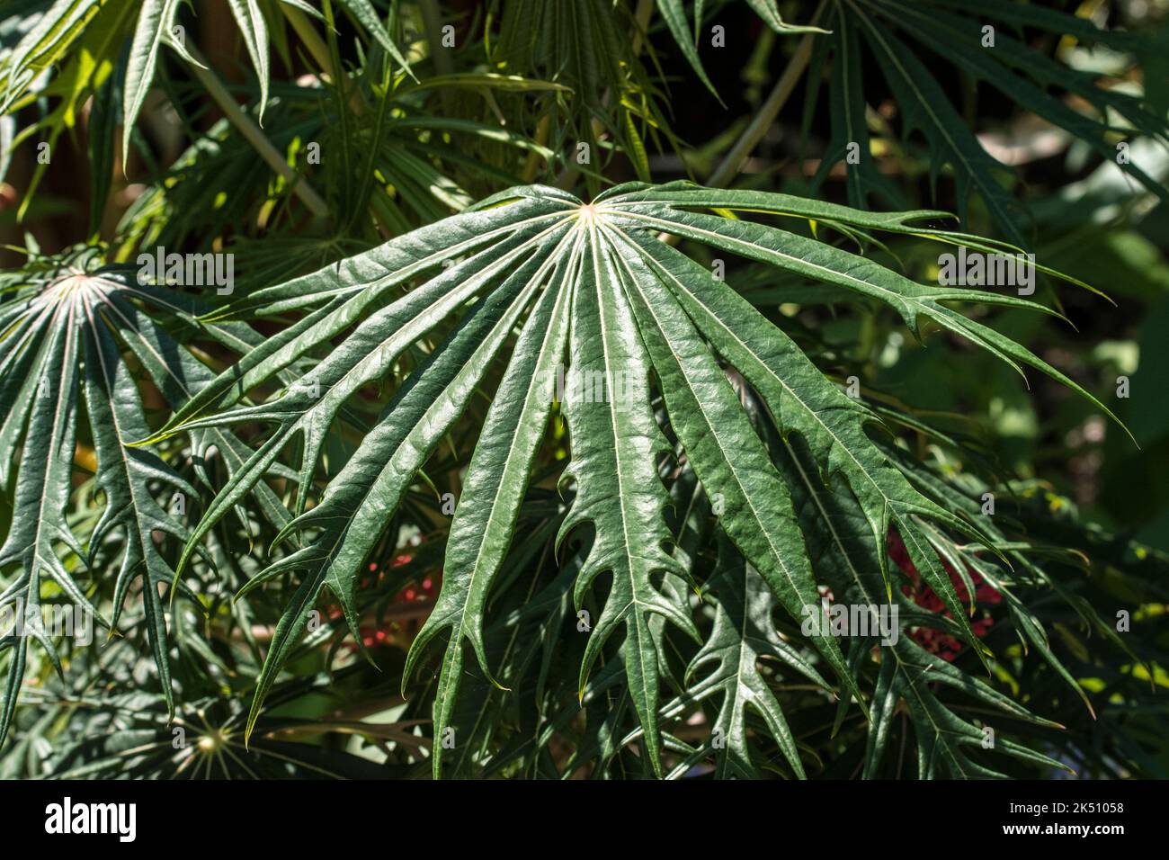 Une feuille de Jatropha multifida ou plante de corail Banque D'Images