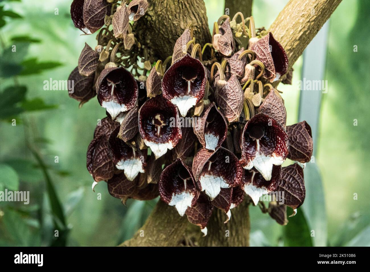 Fleurs d'Aristolochia arborea Banque D'Images
