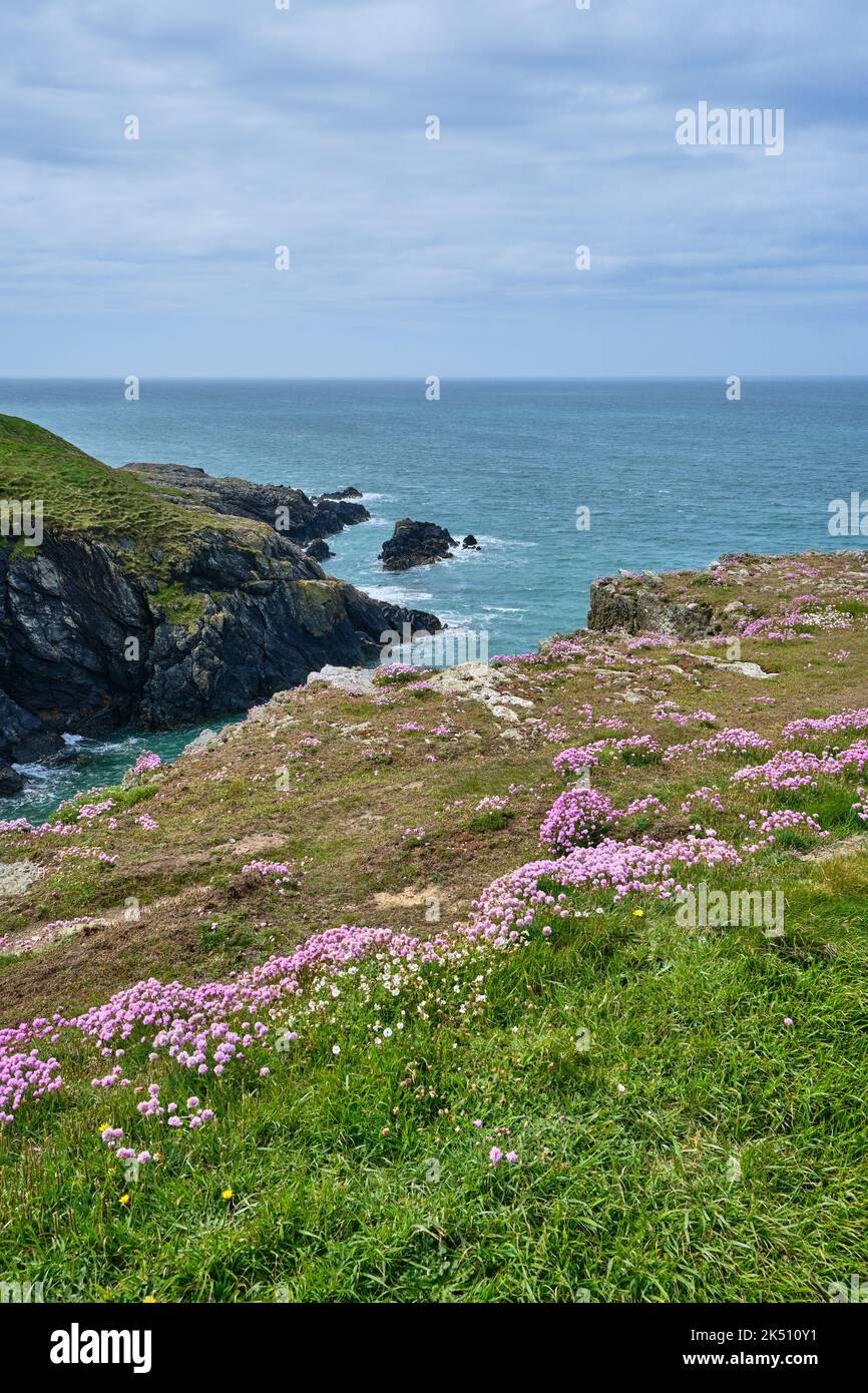 Des fleurs sauvages décorent le sommet de la falaise près de Porth Lago, sur la péninsule de Llyn, le long du Wales Coast Path Banque D'Images