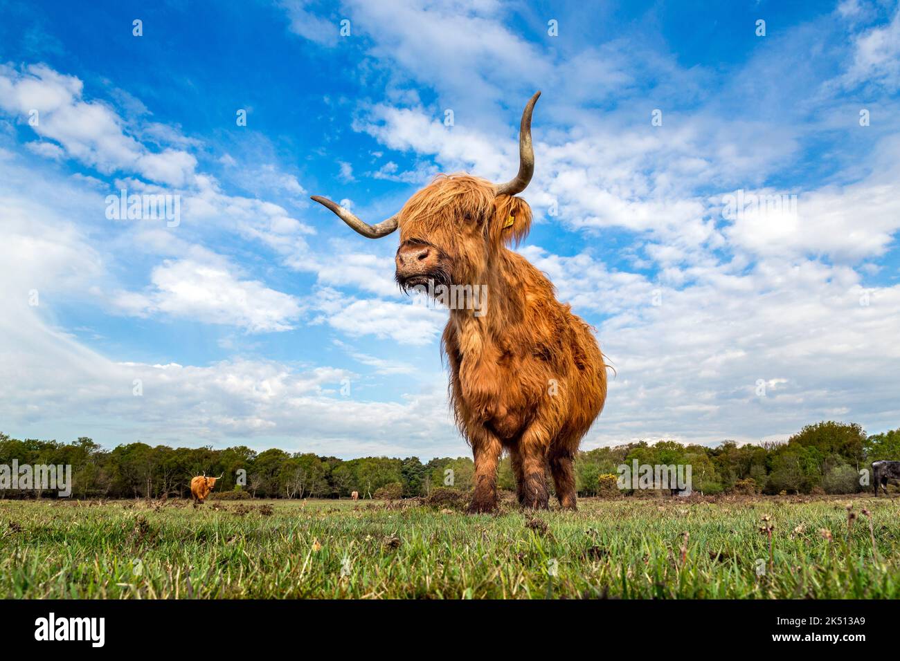 Highland Cow Single New Forest ; Royaume-Uni Banque D'Images