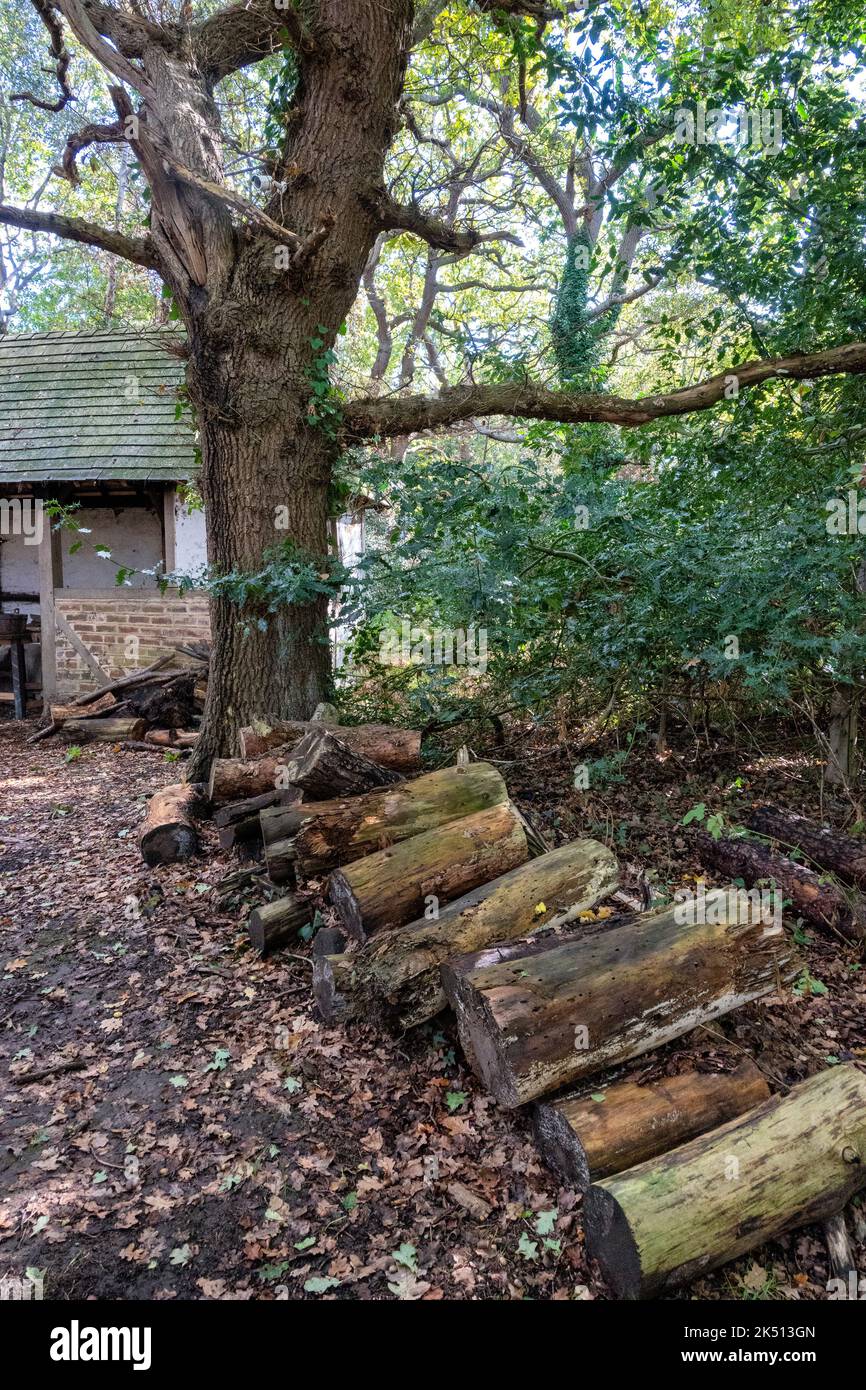 Rangée de rondins à l'extérieur du bâtiment du coupe-bois, Little Woodham, Gosport, Angleterre Banque D'Images