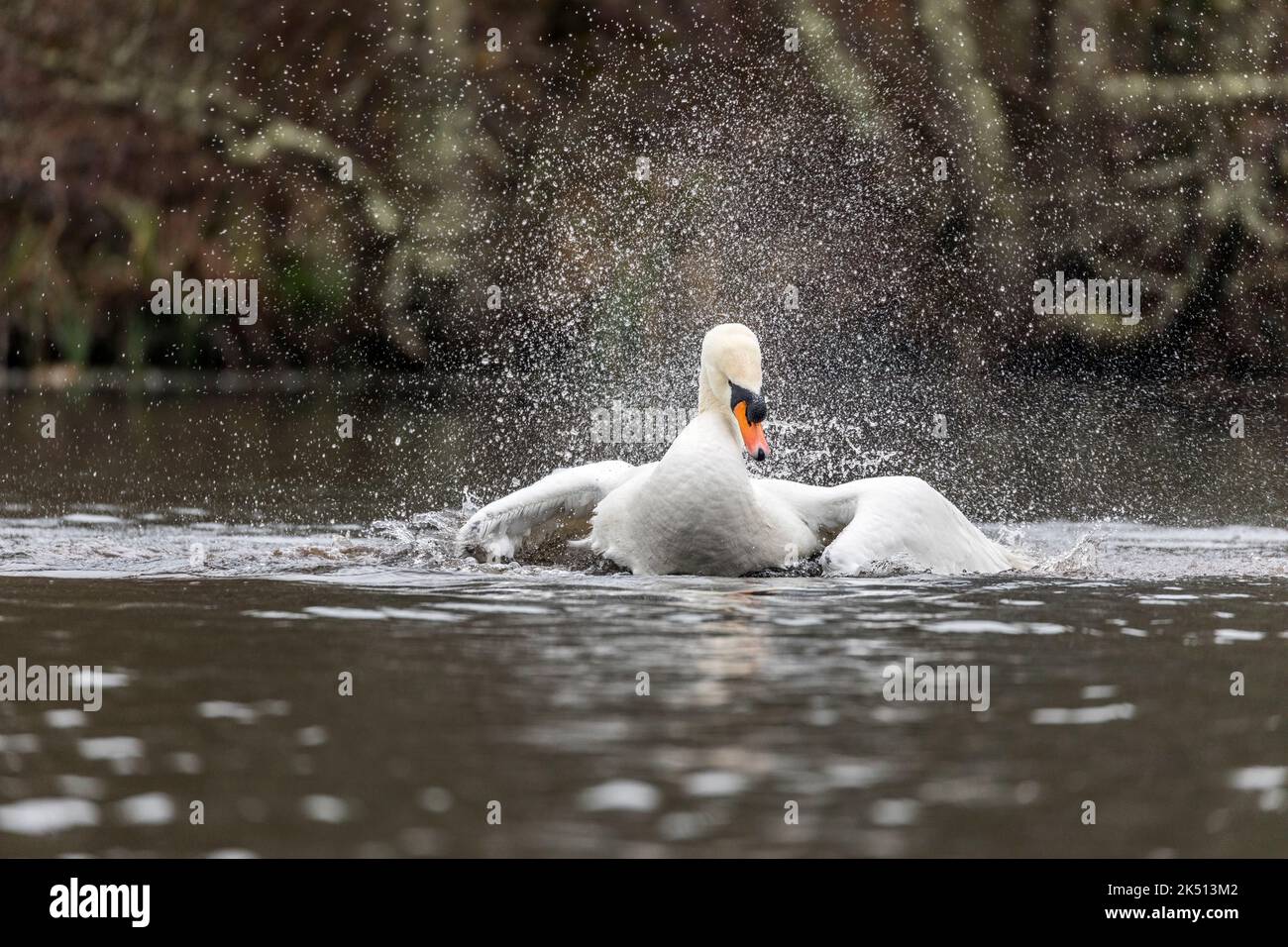 Mute Swan; Cygnus olor; bain de Homme; Royaume-Uni Banque D'Images