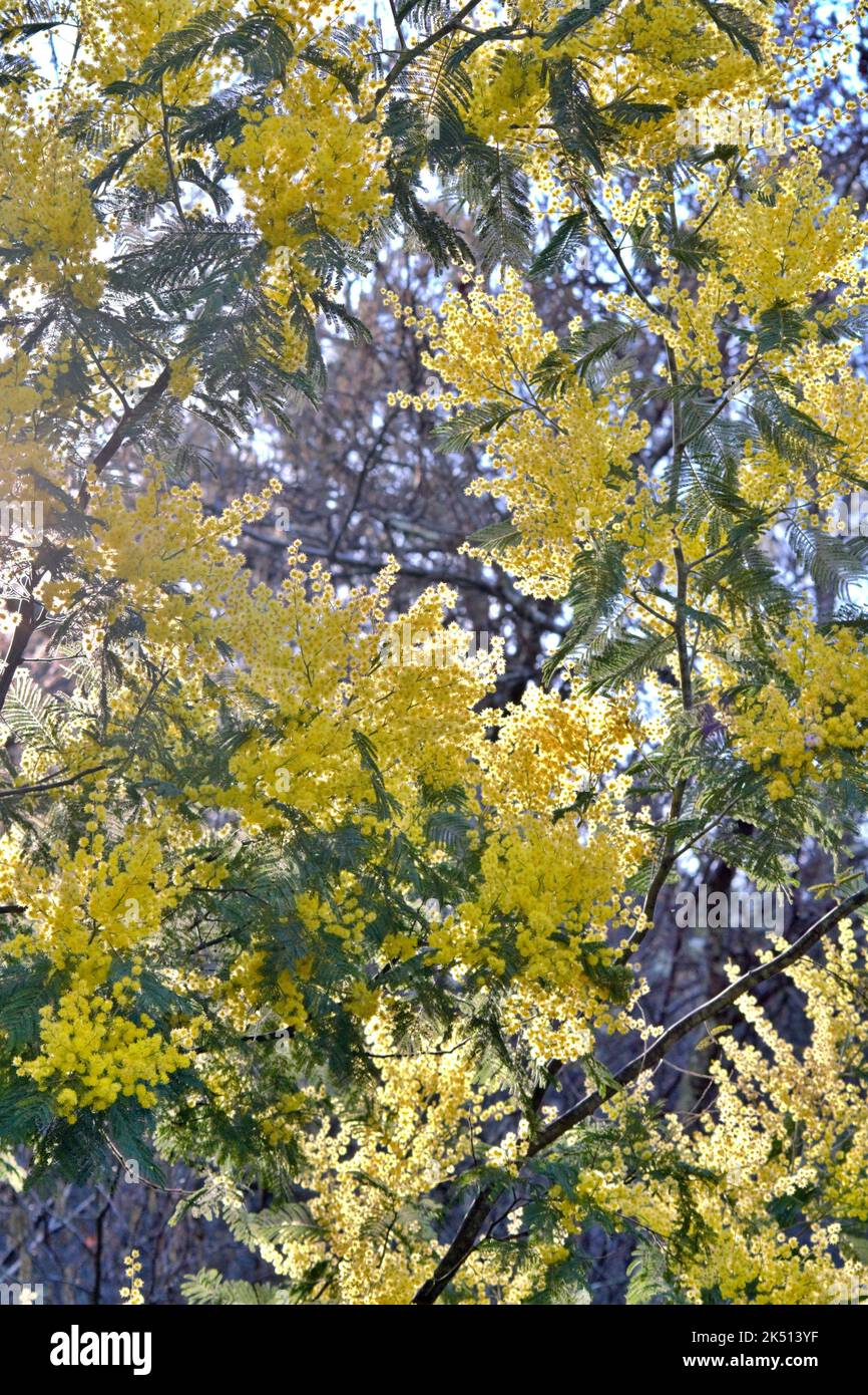 Photo verticale d'un mimosa jaune par temps ensoleillé Banque D'Images