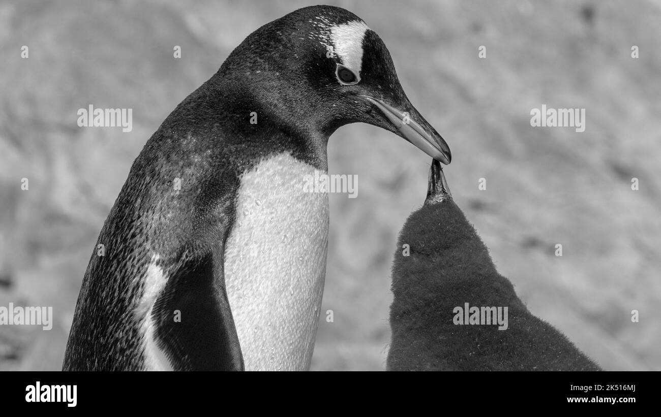 Manchot Gentoo deux spécimens qui flottent leurs ailes, péninsule antarctique, Antartica. Banque D'Images