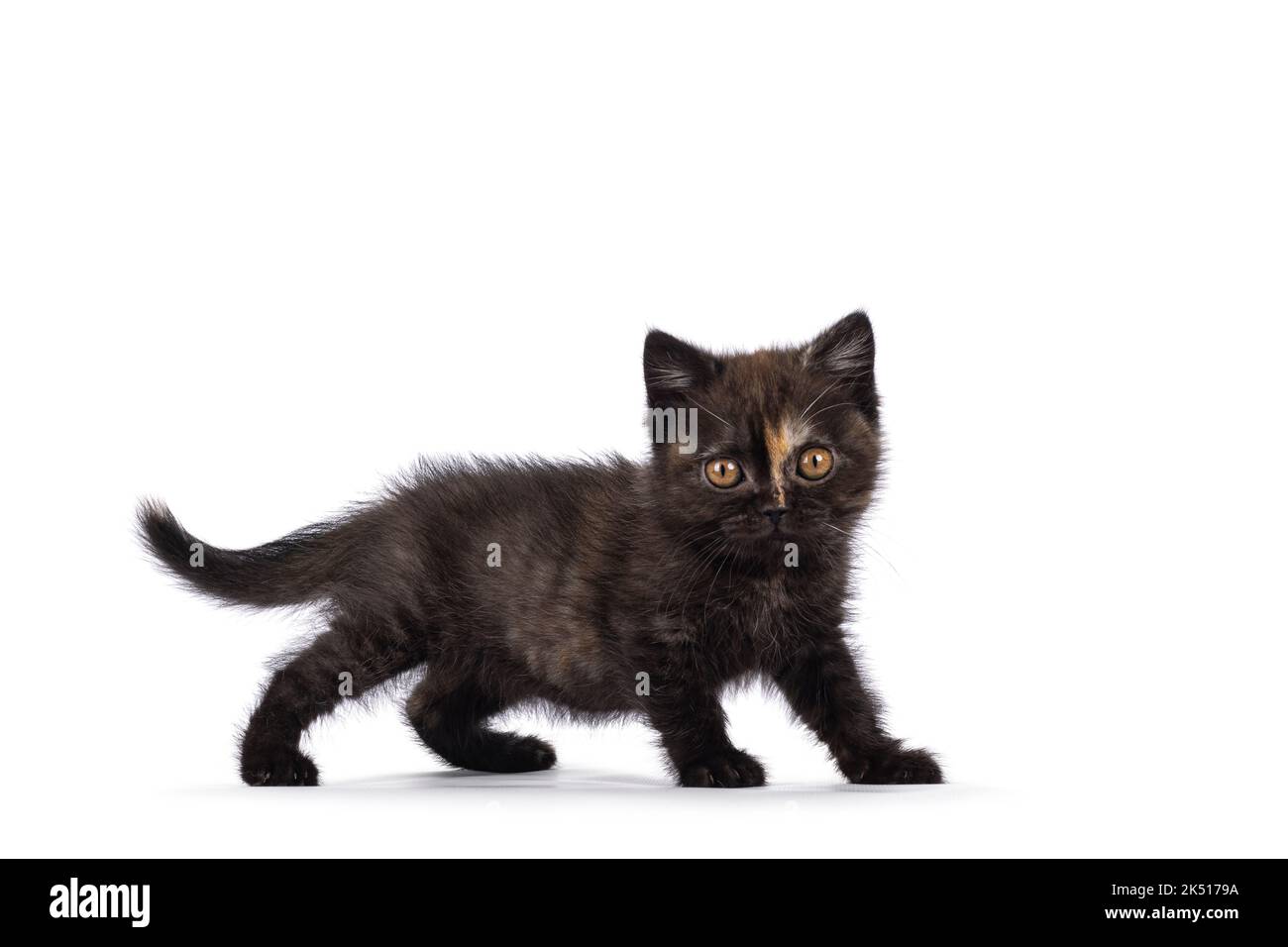 Très petit curieux petit Tortie britannique Shorthair chat chaton, debout sur les côtés. En regardant directement vers l'appareil photo. Isolé sur un fond blanc. Banque D'Images