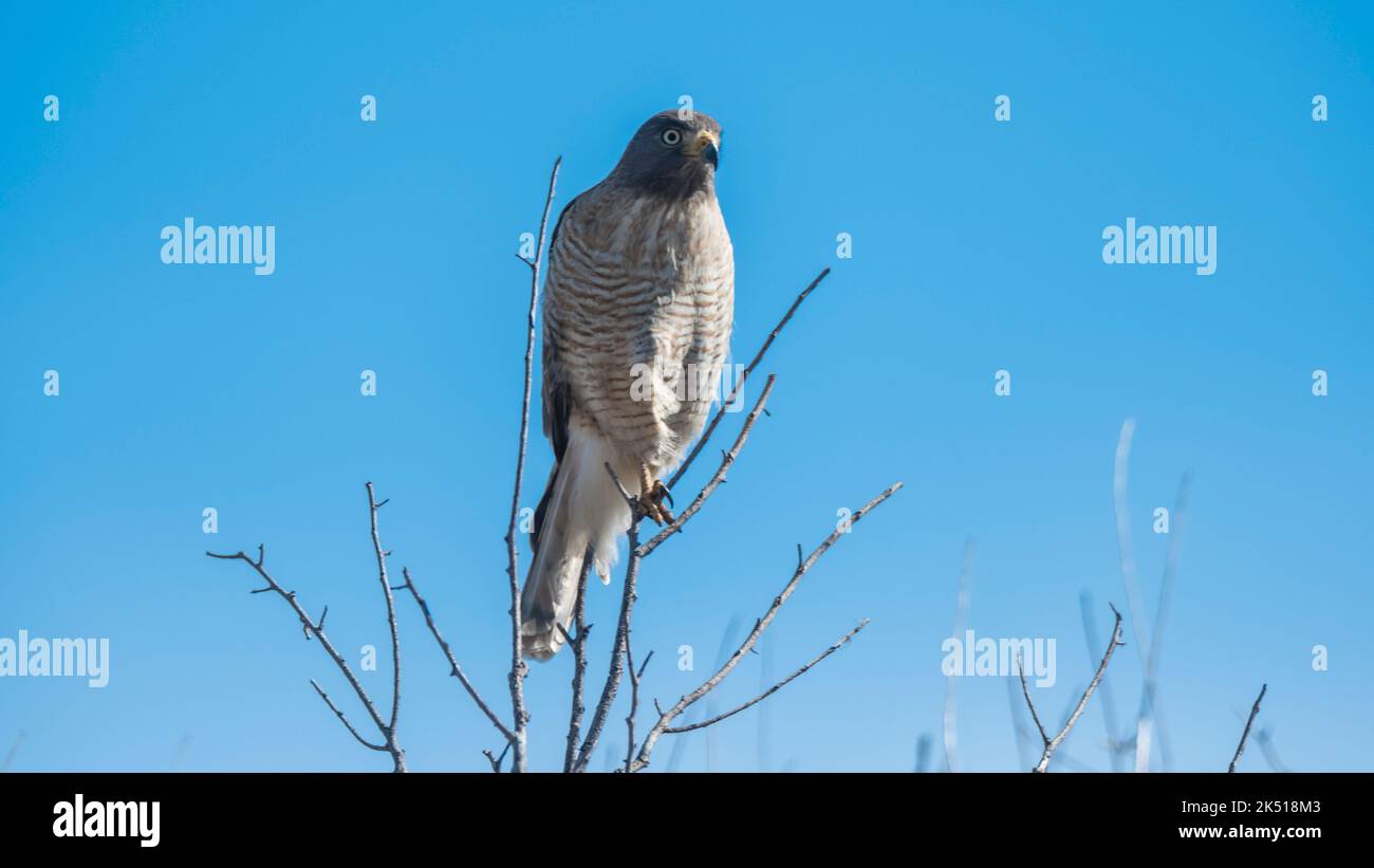 Bord de route Hawk.Rupornis magirostris,forêt de calden,province de la Pampa.Patagonia Argentine Banque D'Images