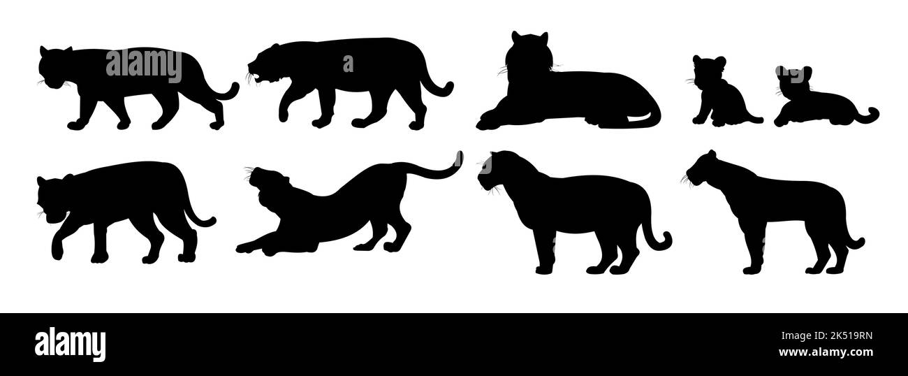Ensemble de lions mâles et femelles avec des petits. Prédateurs animaux sauvages. Silhouette. Isolé sur fond blanc. Vecteur Illustration de Vecteur