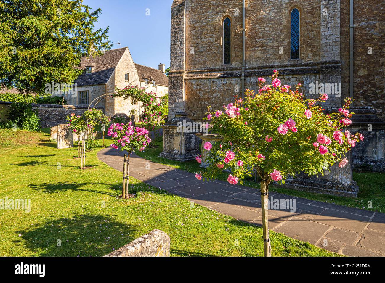 Tôt le matin, lumière au milieu de l'été sur les roses standard roses dans le cimetière de l'église saxonne de St Mary dans le village de Cotswold de Bibury, Gloucester Banque D'Images