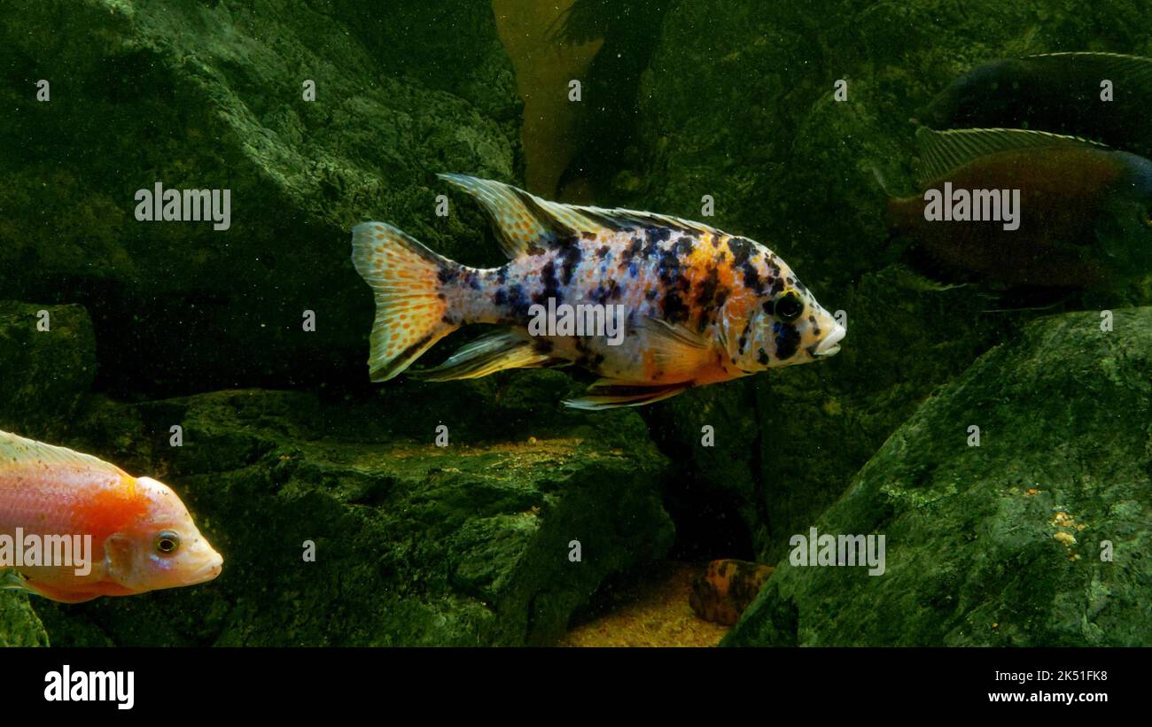 Un gros plan de poissons Aulonocara nyassae colorés nageant dans l'aquarium Banque D'Images