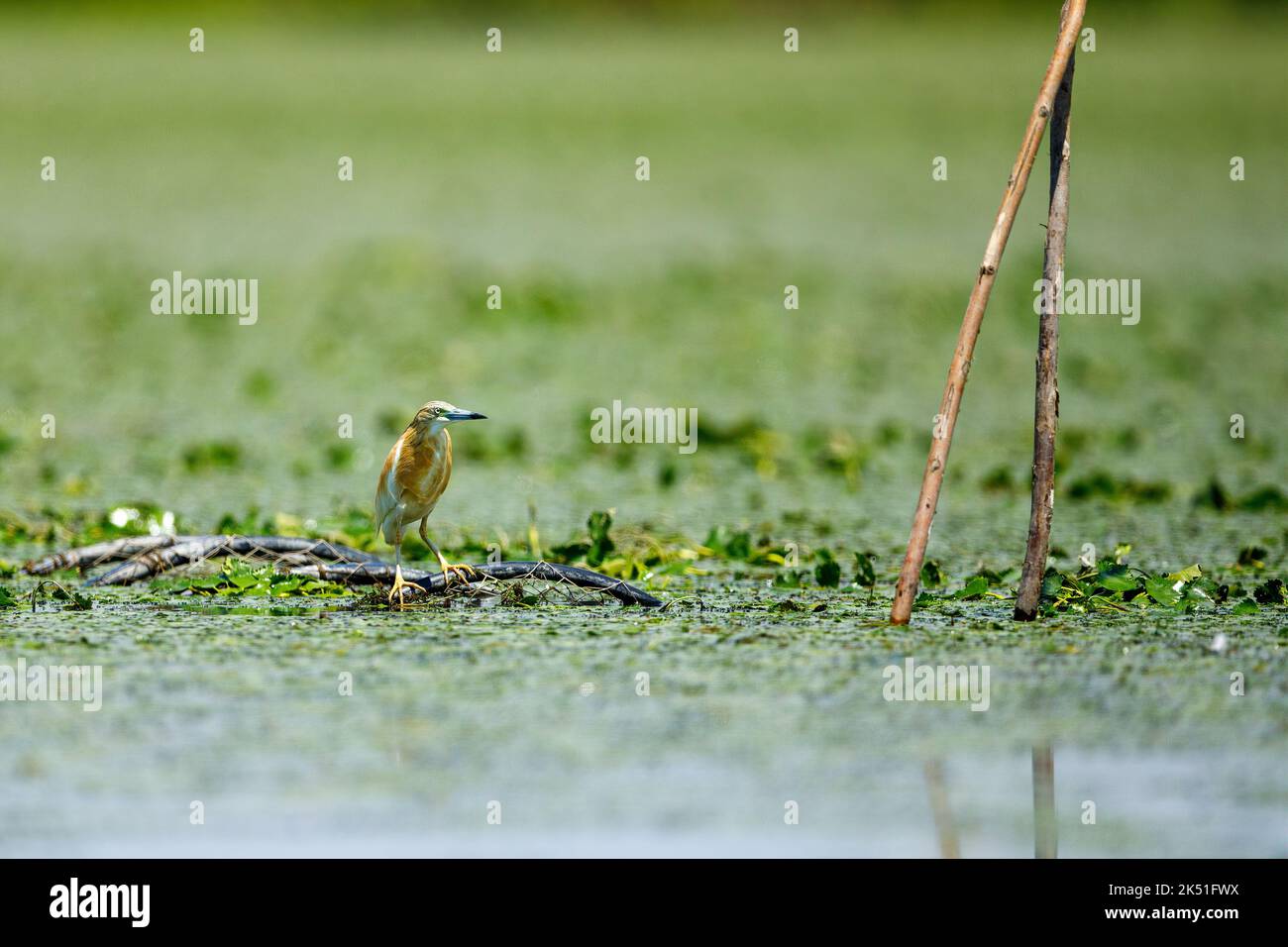 Un héron d'étang dans les marécages du delta du Danube en Roumanie Banque D'Images