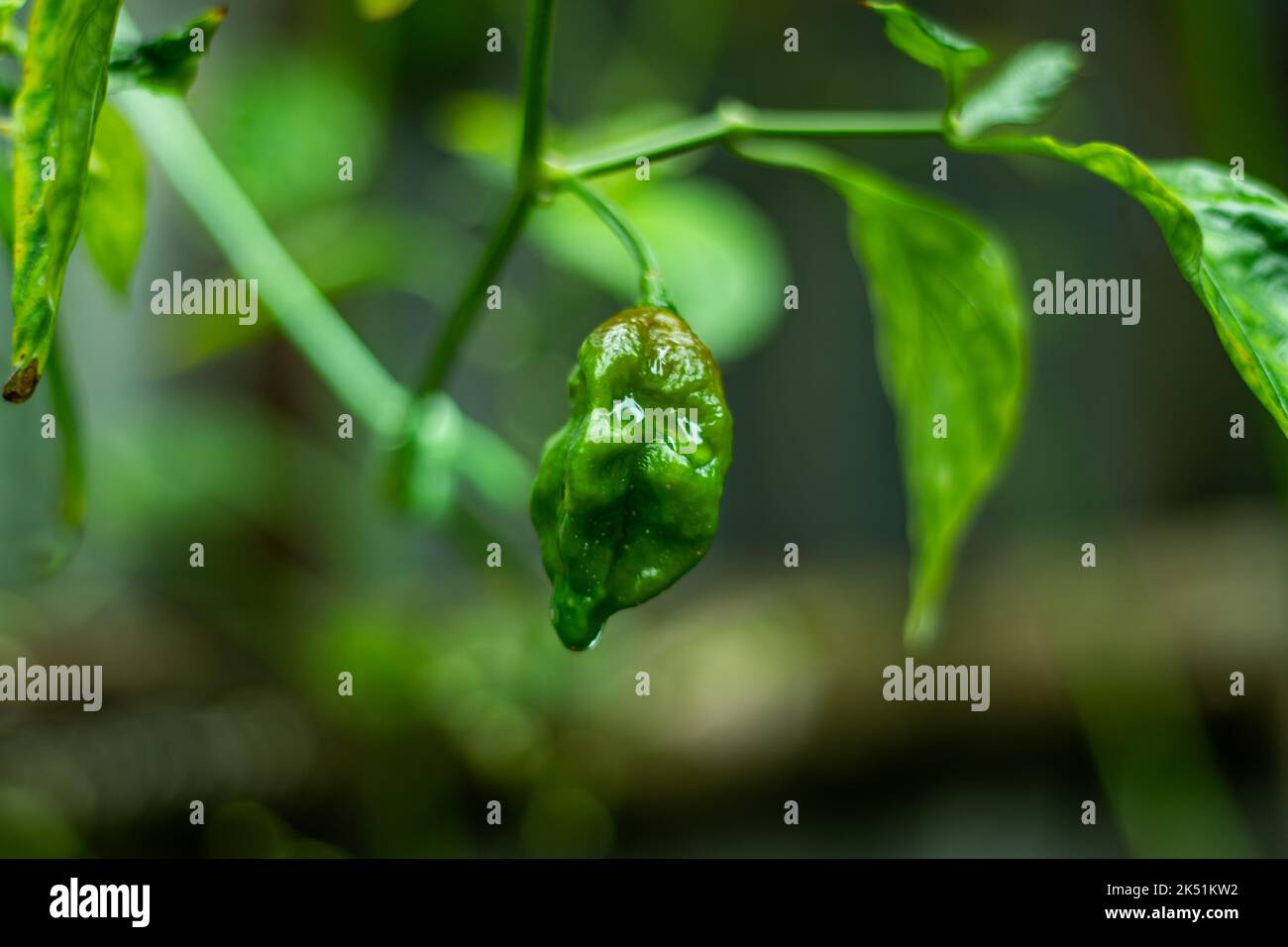 Le Bombay Morich porte des poivrons chauds en abondance, c'est un producteur absolument incroyable, Cobra Chili, Bombay Chili, ou Naga Chili Banque D'Images