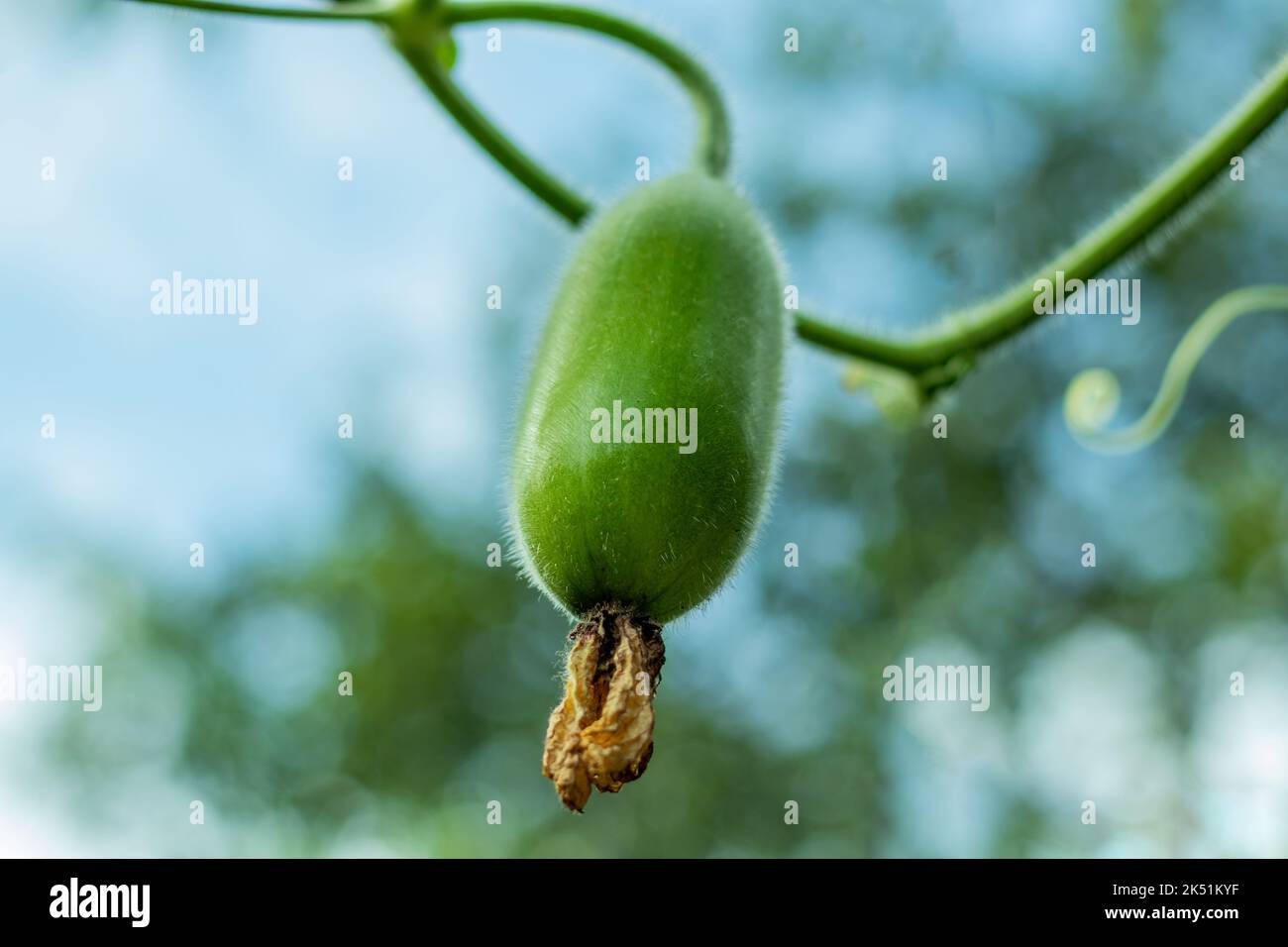 Courge de cire ou Chalkumra de légume du sous-continent indien. Le fruit de la gourde de cire a une peau verte qui est recouverte d'un revêtement cireux blanc. Banque D'Images