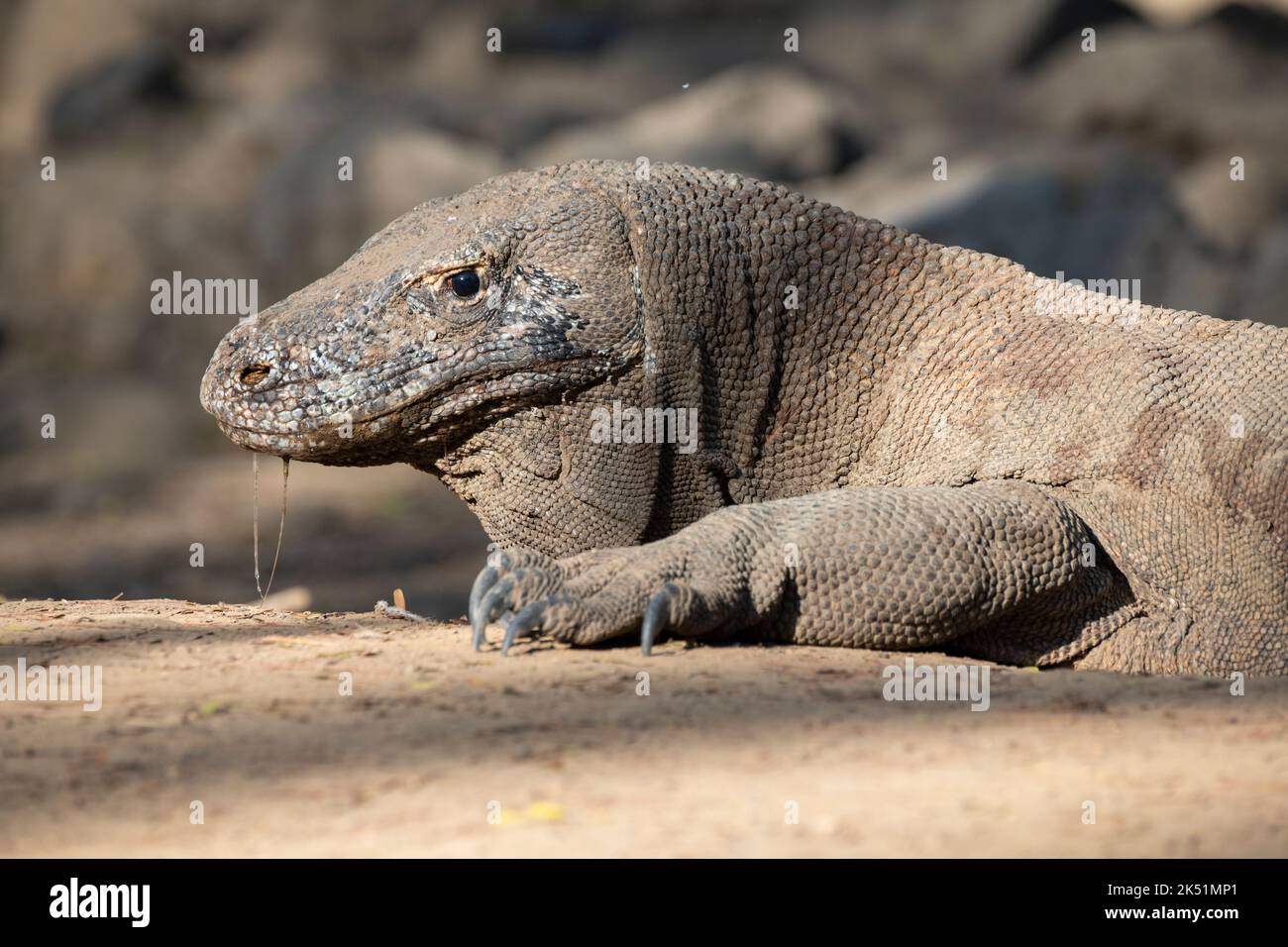 Indonésie, île de Komodo, parc national de Komodo, Loh Liang. Dragon de Komodo (Varanus komodoensis) Banque D'Images