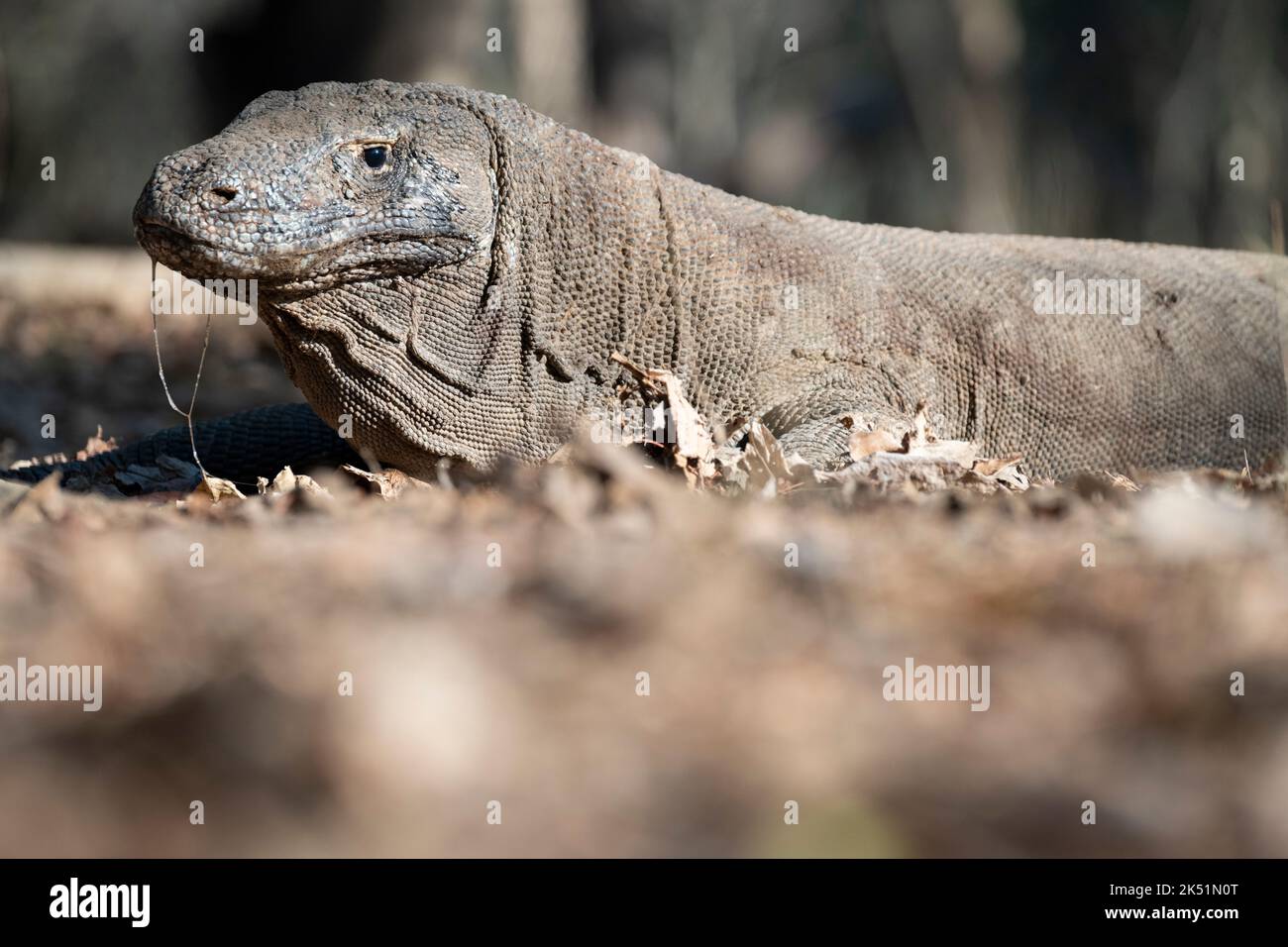 Indonésie, île de Komodo, parc national de Komodo, Loh Liang. Dragon de Komodo (Varanus