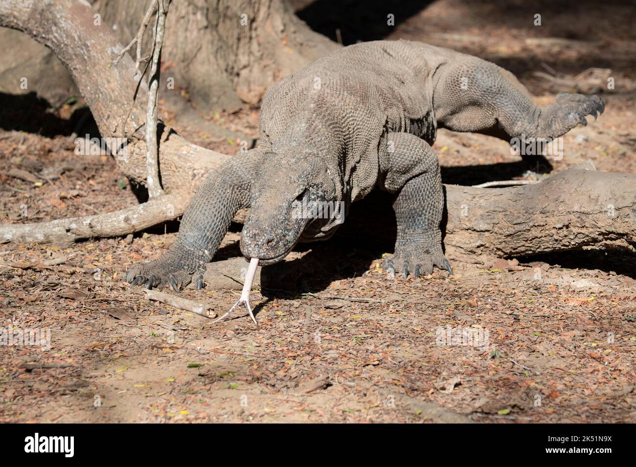 Indonésie, île de Komodo, parc national de Komodo, Loh Liang. Dragon de Komodo (Varanus