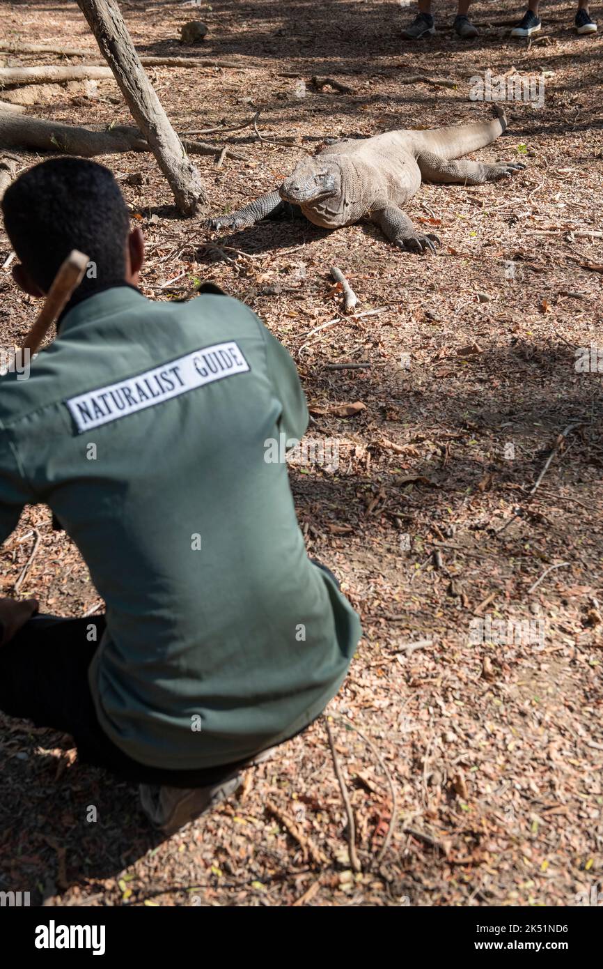 Indonésie, île de Komodo, parc national de Komodo, Loh Liang. Le dragon