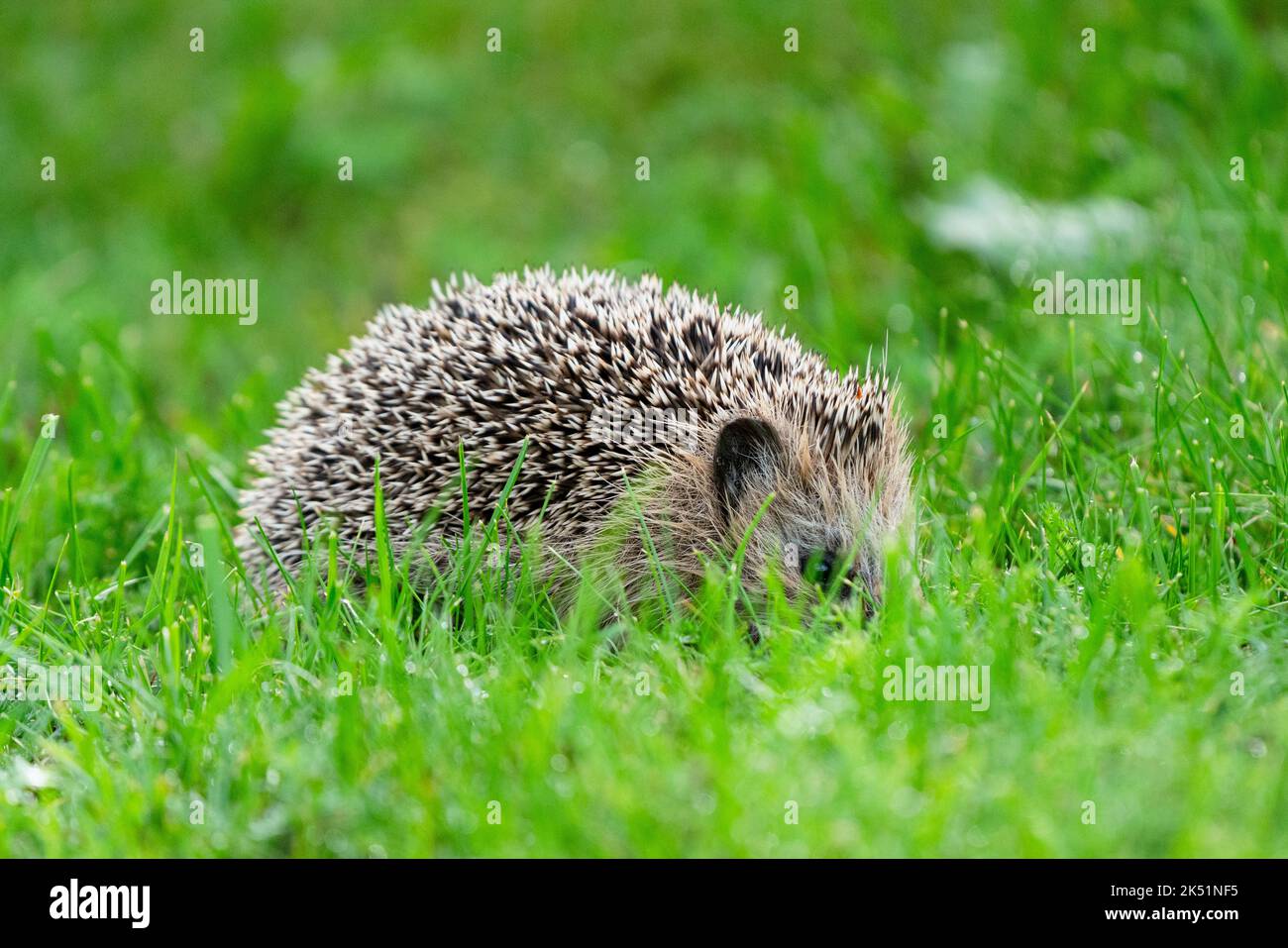 Le hérisson européen, un visiteur de jardin commun en plein jour à l'automne chaque année lorsque l'herbe de pelouse commence à s'allonger. Photo : Rob Watkins Banque D'Images