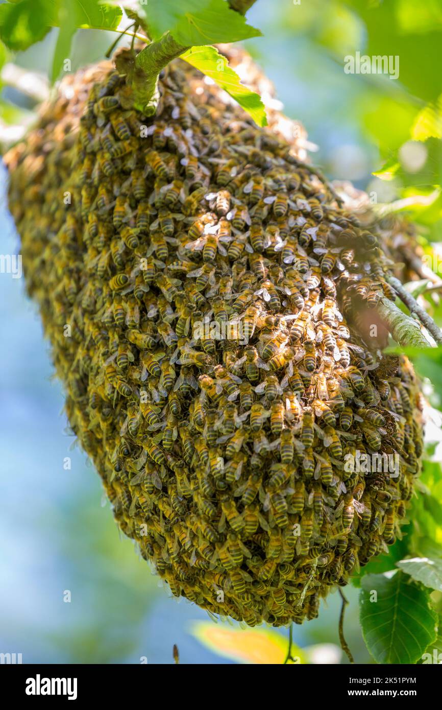 Gros plan d'une essaim d'abeilles sauvages du Royaume-Uni se rassemblant sur la branche d'un arbre de parc public pour former une nouvelle maison/ruche temporaire. Banque D'Images