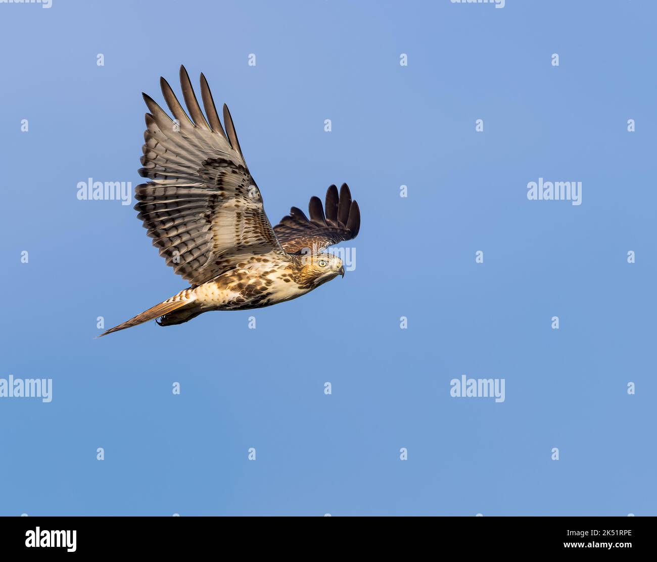 Un Faucon à queue rouge s'éfond contre le ciel bleu du Wyoming Banque D'Images