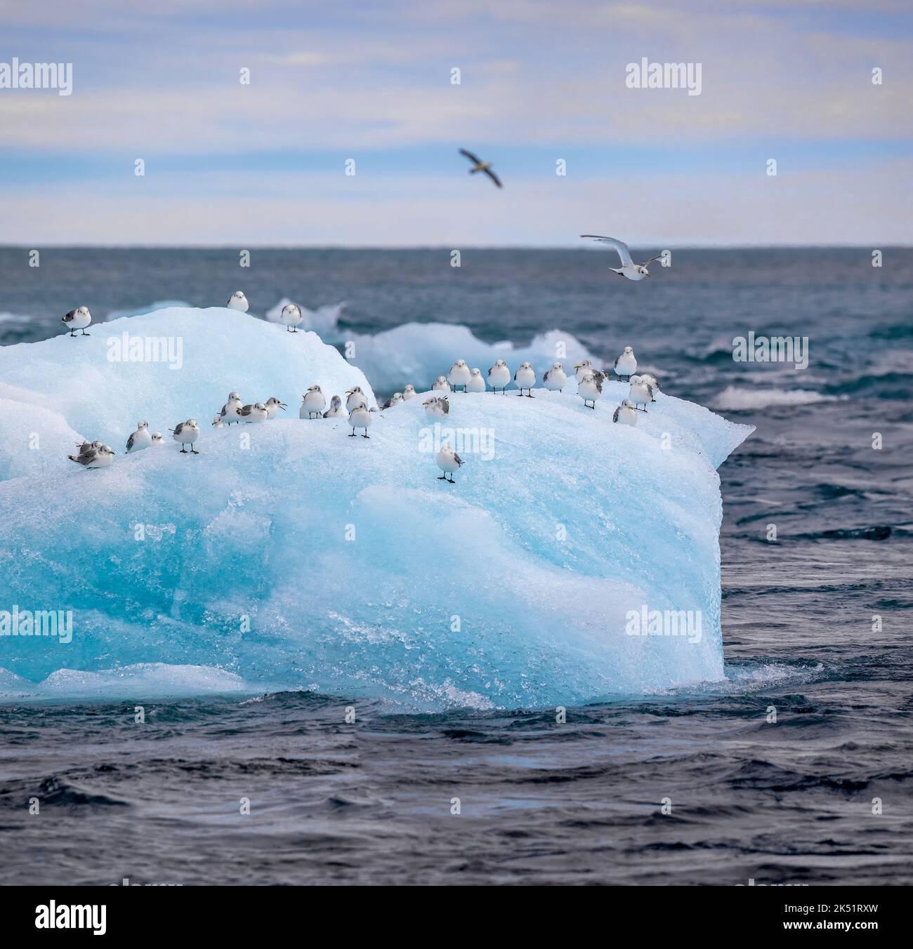 Dérive de l'iceberg avec des goélands de mer près du glacier lagon Jökulsarlon - islande Banque D'Images