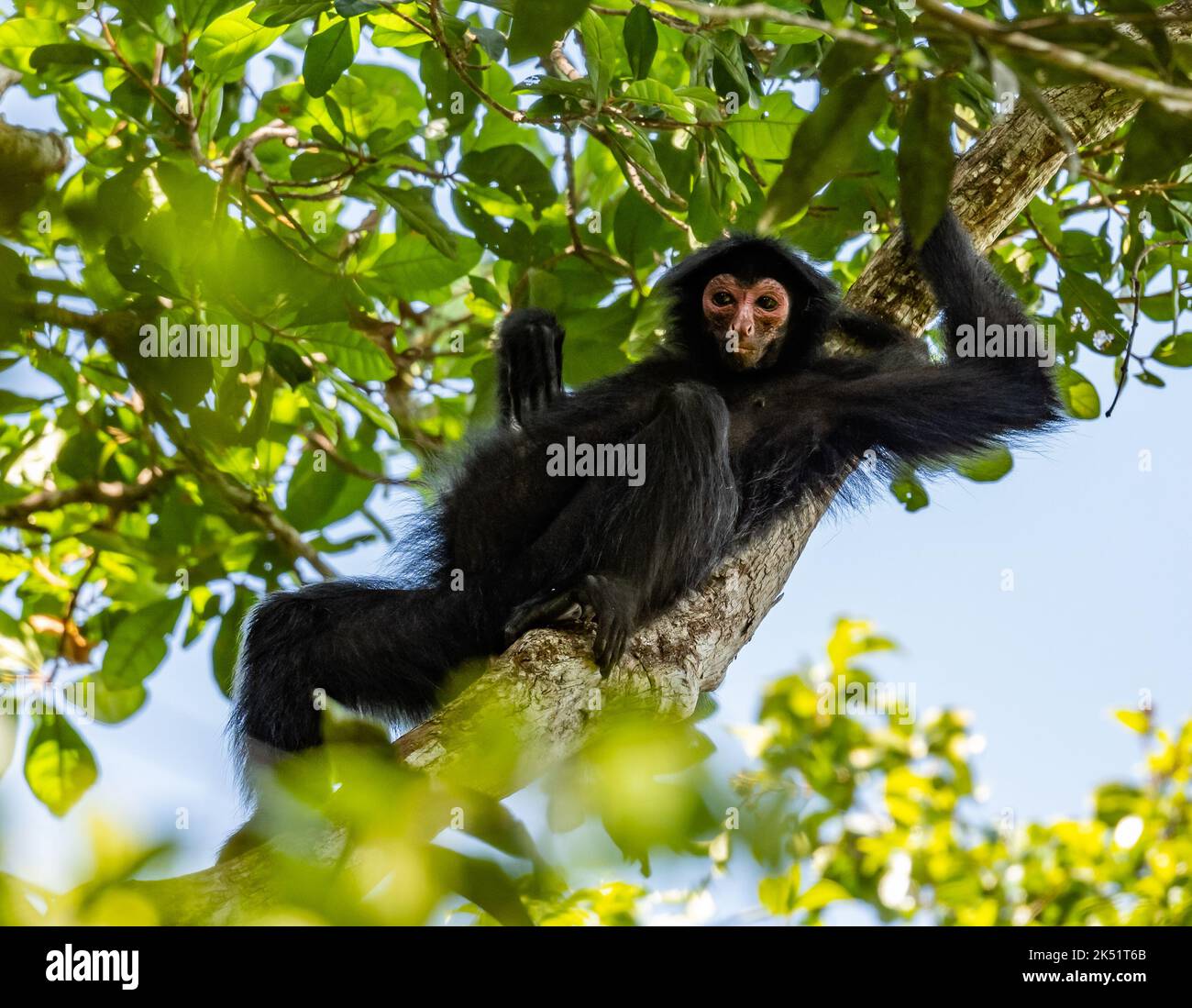 Un singe araignée sauvage de Guyane, ou singe araignée noire à face rouge, (Ateles paniscus) assis sur un arbre dans la forêt tropicale. Amazonas, Brésil. Banque D'Images