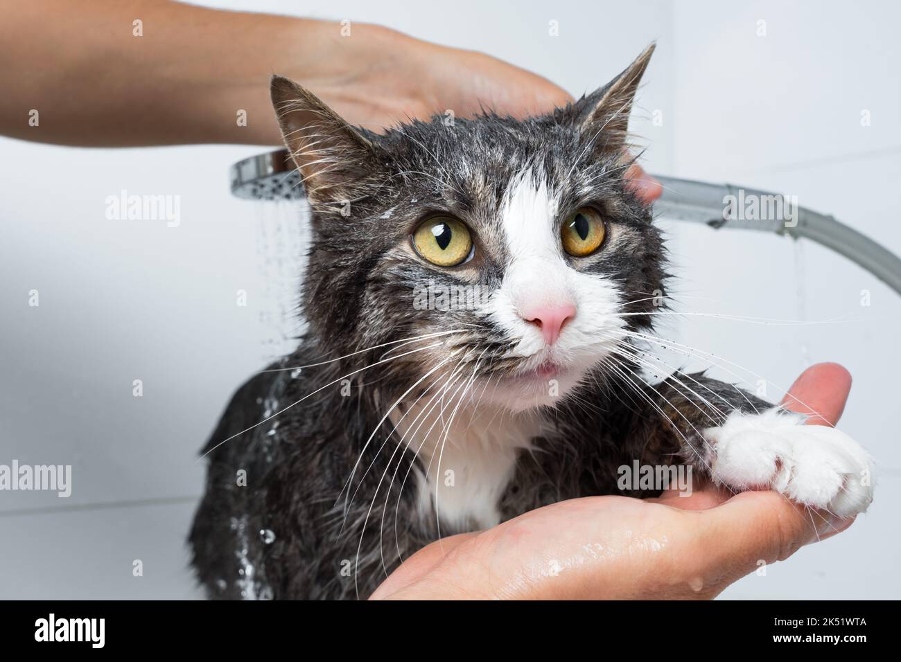 toilettage pour chats. Chat drôle prenant la douche ou le bain. Homme lavant chat. Concept d'hygiène des animaux. Chat mouillé. Banque D'Images