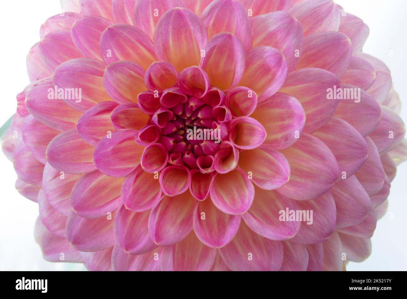 Gros plan d'un chrysanthème rose Banque D'Images