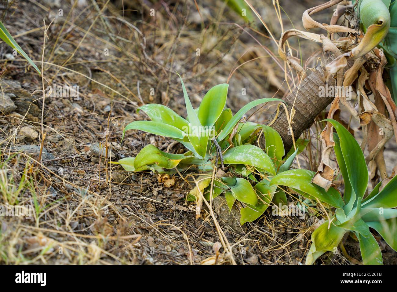 Nouveaux plantules sur la tige Agave attenuata, queue de lion, cou de cygne, ou queue de renard, avec la mer méditerranée derrière, Espagne. Banque D'Images