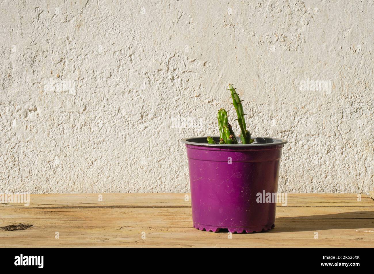 Cactus dans un petit pot sur fond de bois. Banque D'Images