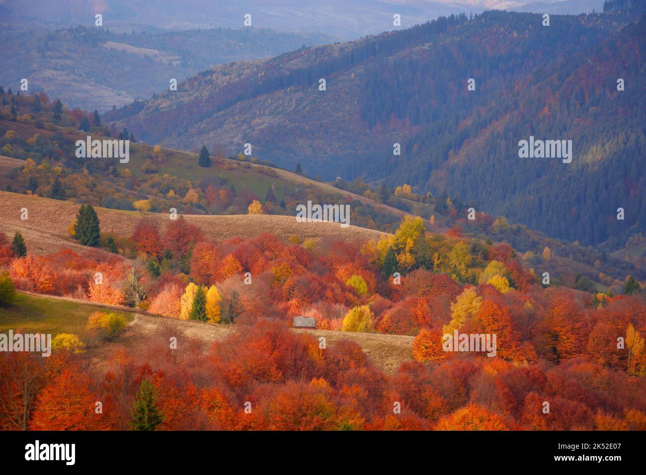 vue imprenable sur les montagnes carpathes le jour de l'automne. collines boisées dans les couleurs de l'automne se déroulant dans la vallée rurale éloignée. nuages bas lourds sur le s Banque D'Images