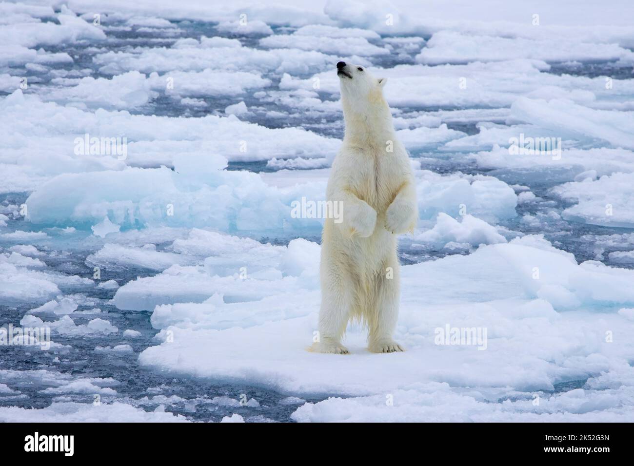 Ours polaire (Ursus maritimus) debout pour sentir l'odeur sur la glace / la banquise de dérive dans l'océan Arctique le long de la côte du Svalbard, Spitsbergen, Norvège Banque D'Images