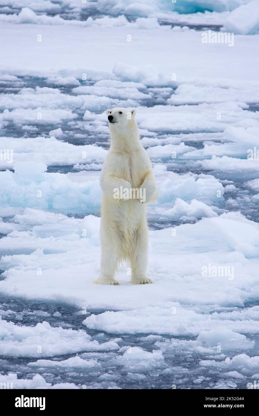Ours polaire (Ursus maritimus) debout pour sentir l'odeur sur la glace / la banquise de dérive dans l'océan Arctique le long de la côte du Svalbard, Spitsbergen, Norvège Banque D'Images
