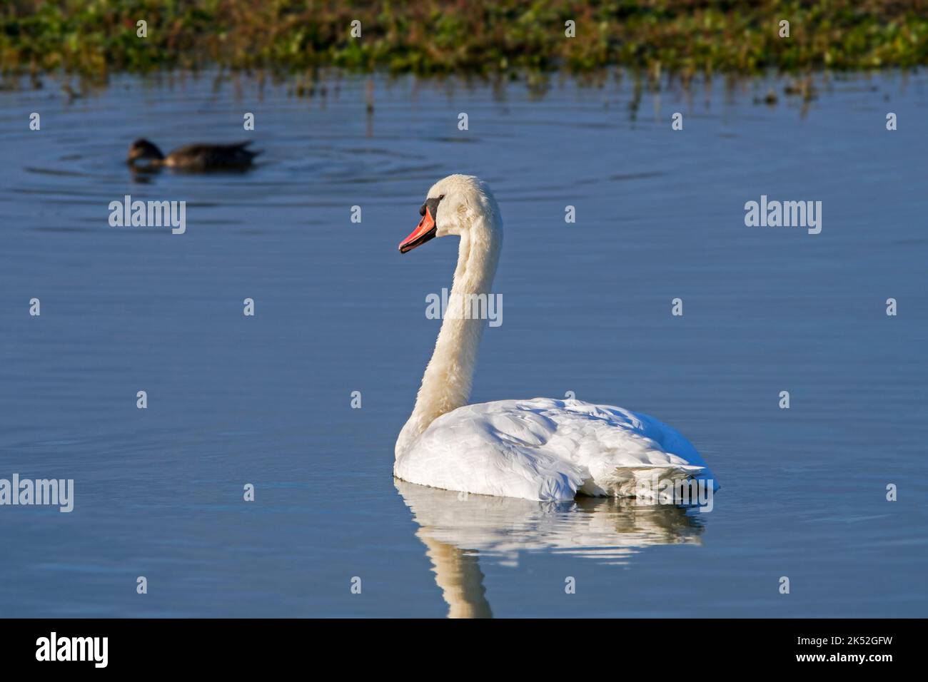 Mute Swan (Cygnus olor) homme nageant avec canard dans l'eau du lac, Parc Marquenterre, Baie de la somme, France Banque D'Images