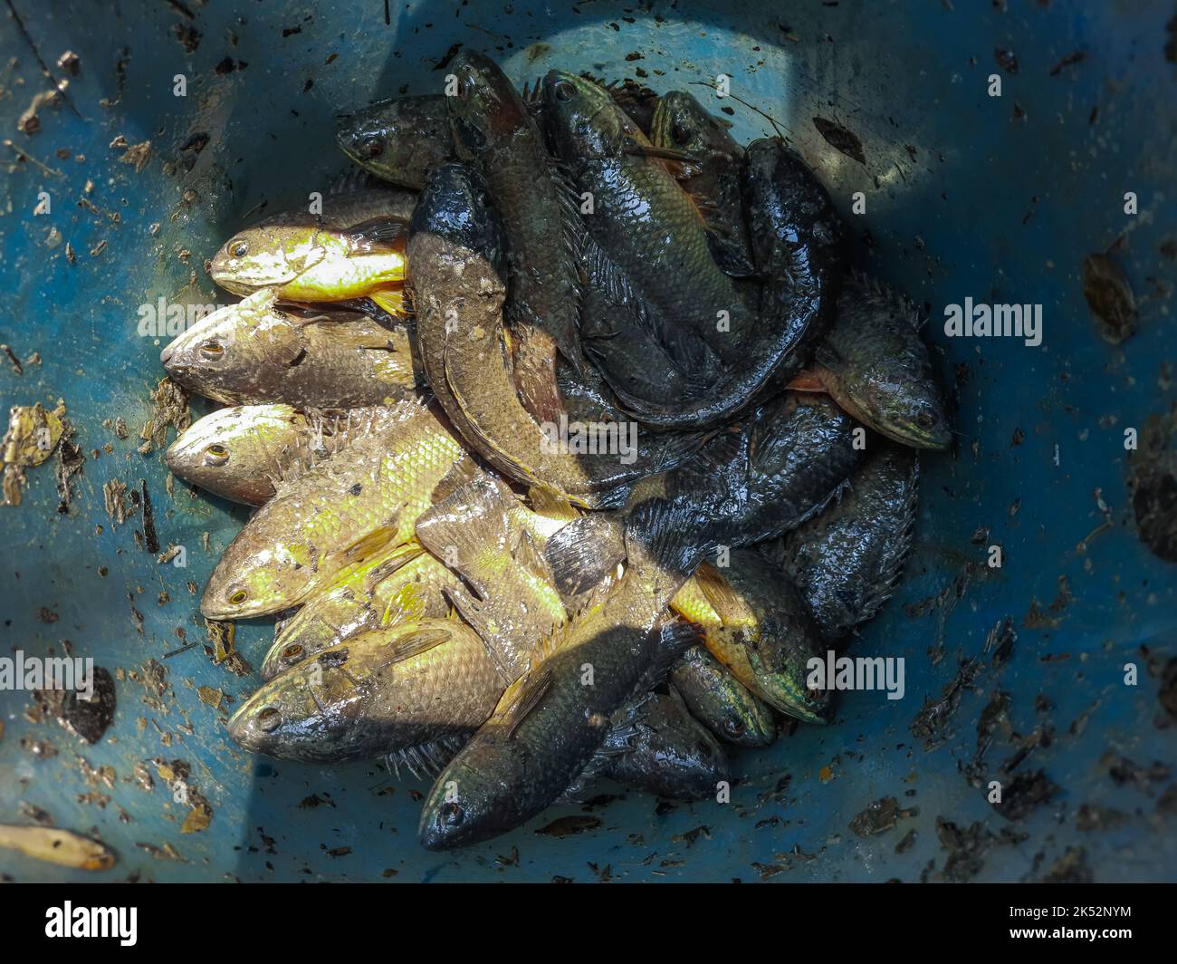 Un poisson d'eau douce avec un nom scientifique est Anabas Testudineus. Anabas poisson dans le panier. Poisson Anabas récolté frais et prêt à cuire. Banque D'Images