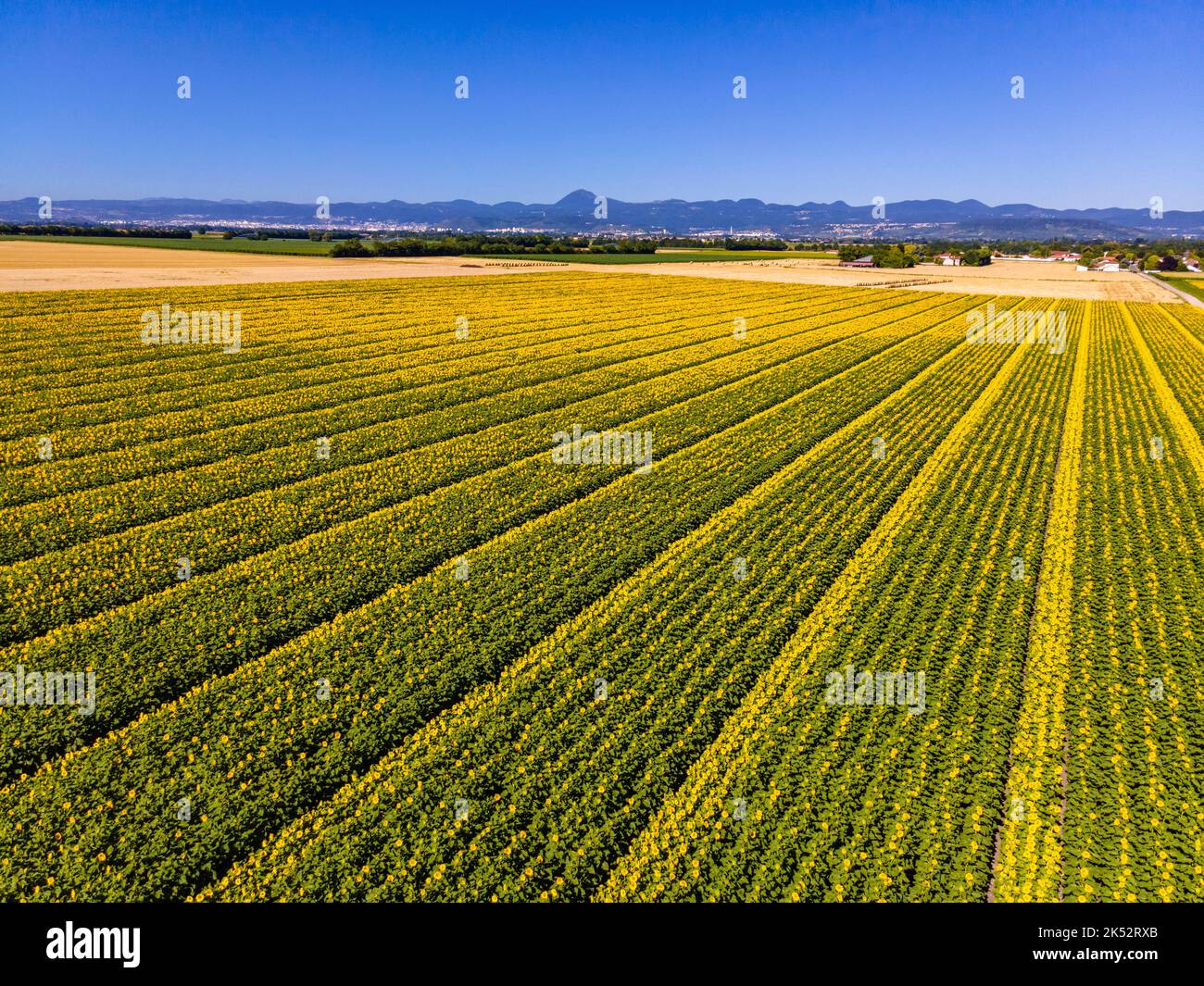 France, Puy de Dome, champs de tournesol, paysage agricole de la plaine de la Limagne, près de Riom, chaîne des Puys en arrière-plan (vue aérienne) Banque D'Images
