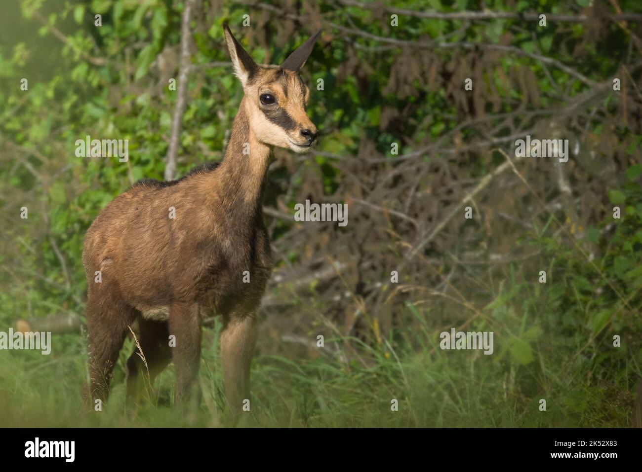 le chamois fauve Banque D'Images