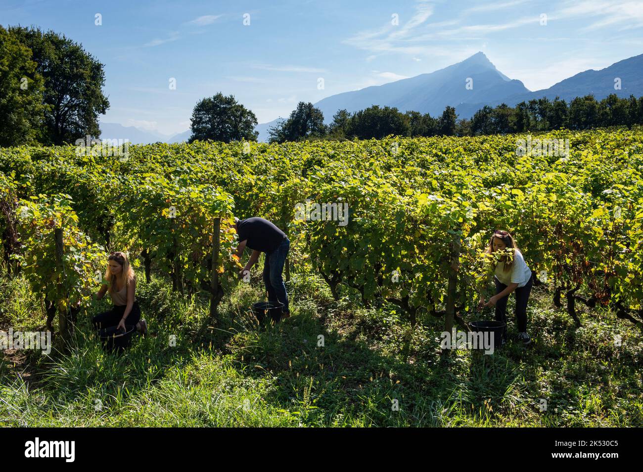 France, Savoie, Aix les bains, Xavier Jacqueline et ses deux filles dans son vignoble de Brison Saint Innocent Banque D'Images