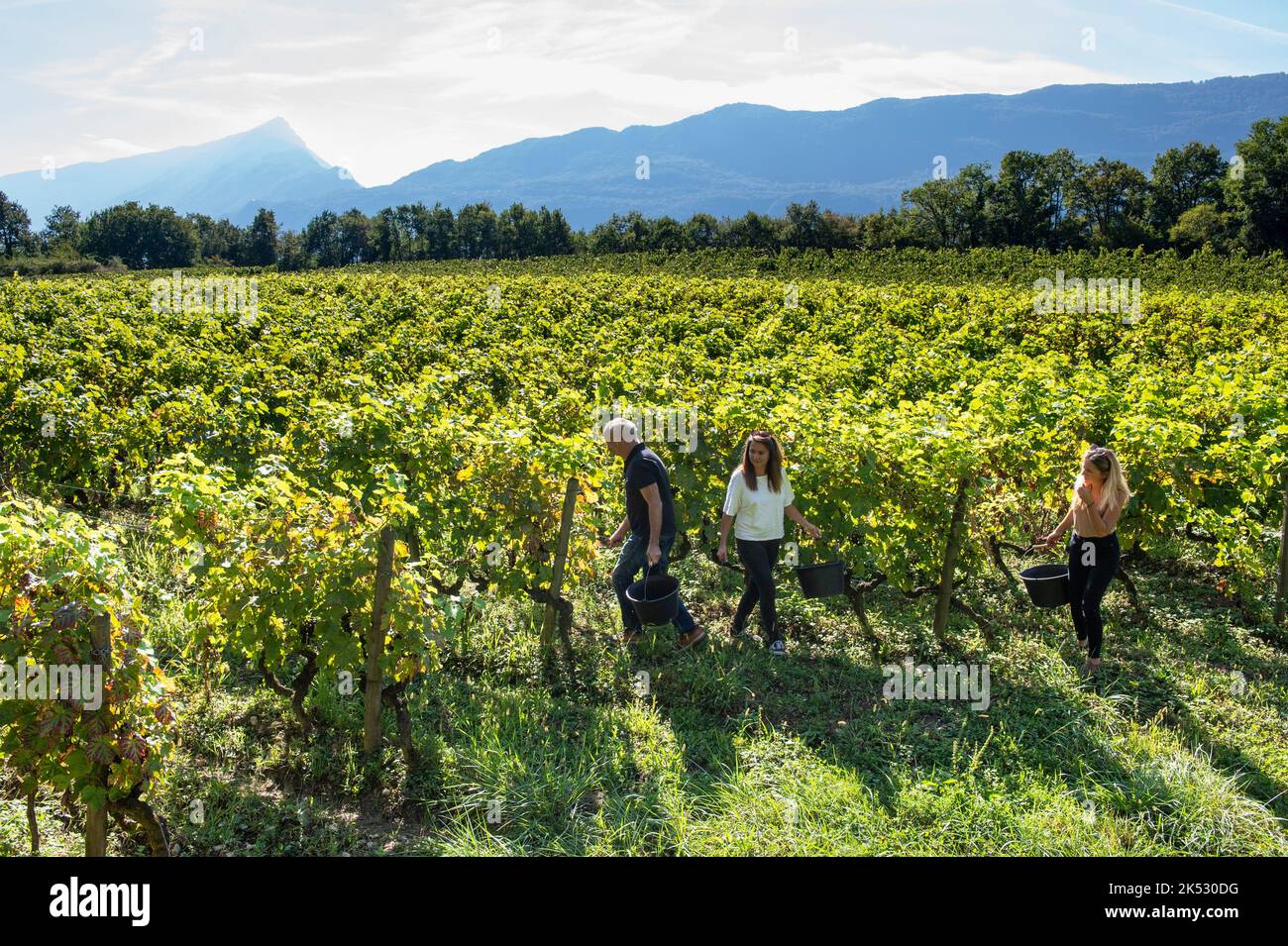France, Savoie, Aix les bains, Xavier Jacqueline et ses deux filles dans son vignoble de Brison Saint Innocent Banque D'Images