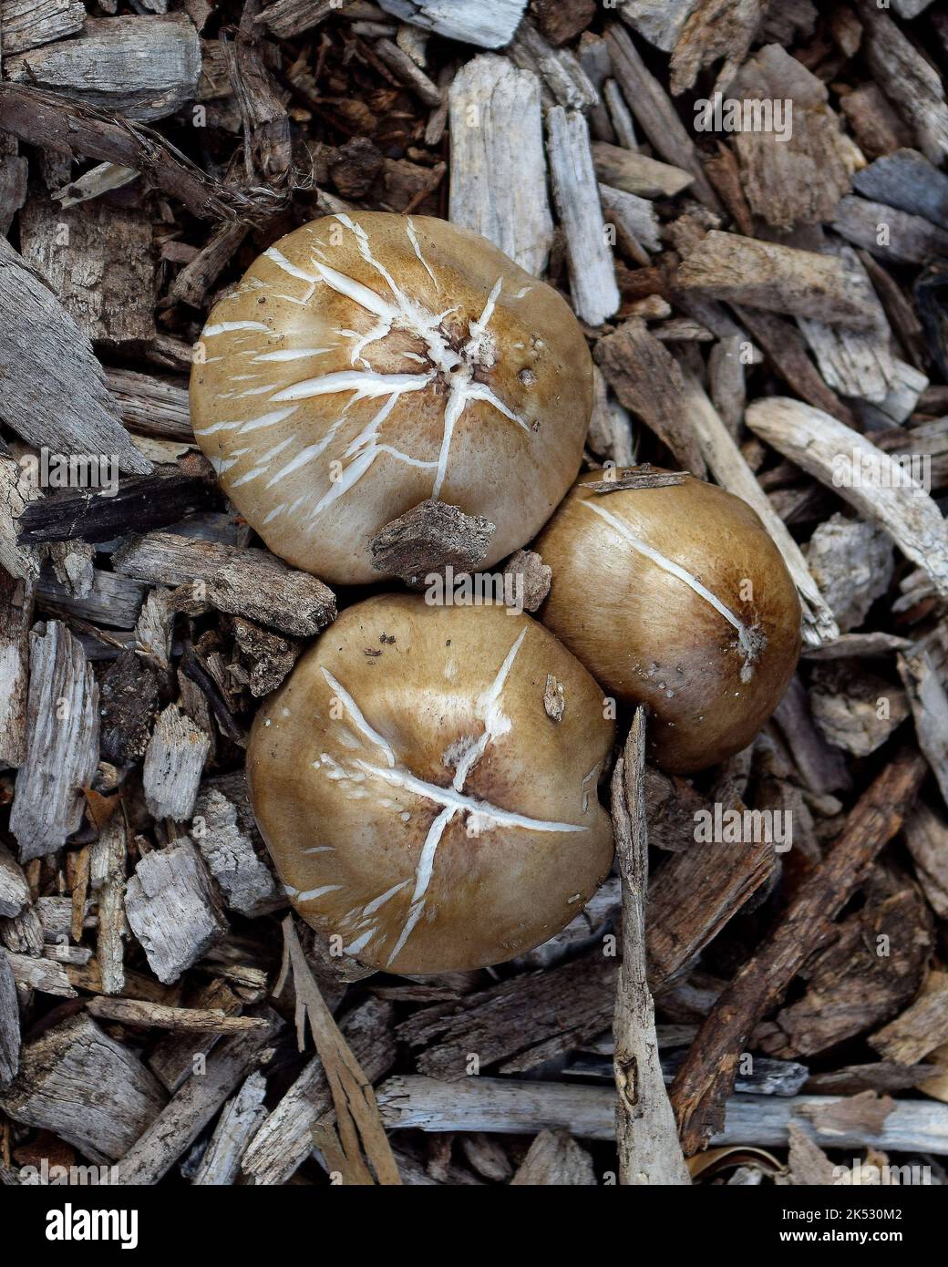 Champignons dans Cann Park, Union City, Californie Banque D'Images