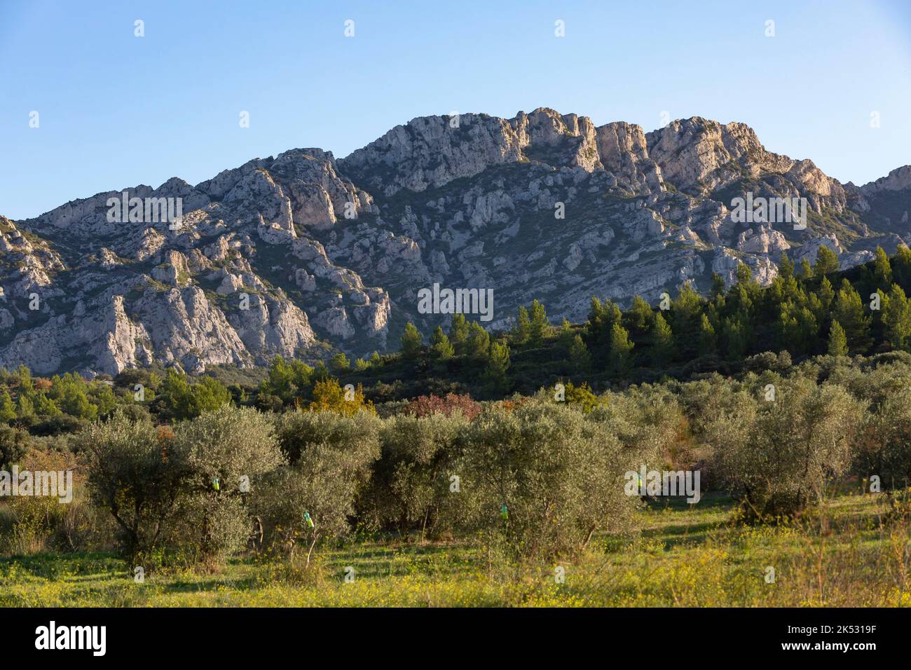 France, Bouches du Rhône, Parc naturel régional des Alpilles, Aureille, champ d'oliviers, massif des Alpilles en arrière-plan Banque D'Images