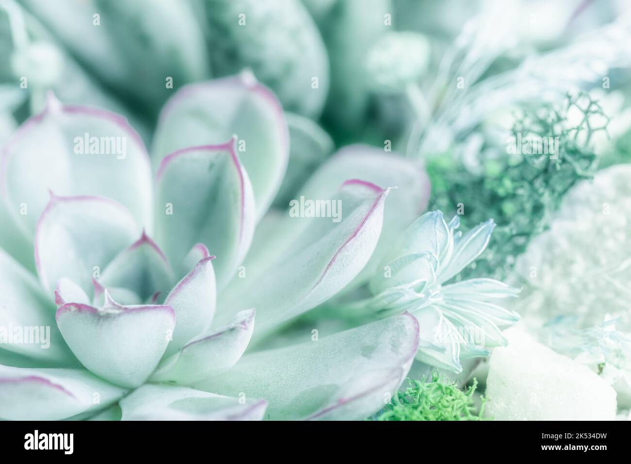 Le gros plan de la composition succulente plantes pastel pâle teal turquoise couleur gros plan Banque D'Images
