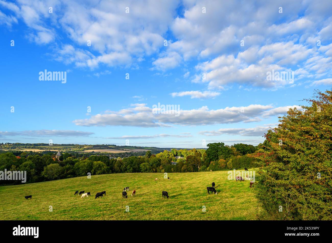 Vue sur la campagne près de Westerham dans le Kent, Royaume-Uni. Les vaches paissent au premier plan. Westerham et les collines de North Downs sont au loin. Banque D'Images