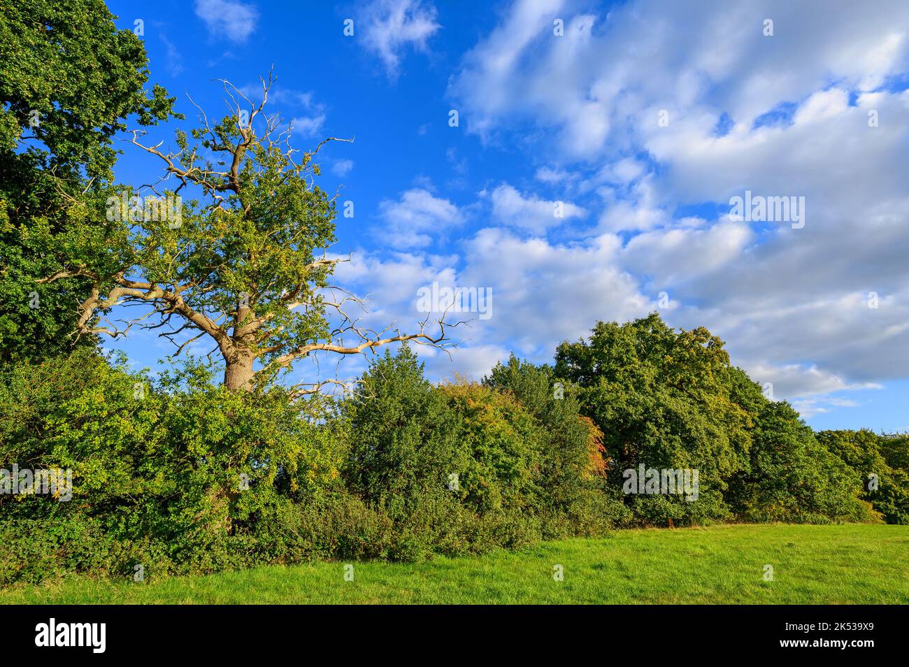 Campagne près de Westerham dans le Kent, Royaume-Uni. Un champ herbacé avec des arbres mis contre un ciel bleu avec des nuages blancs moelleux. Banque D'Images