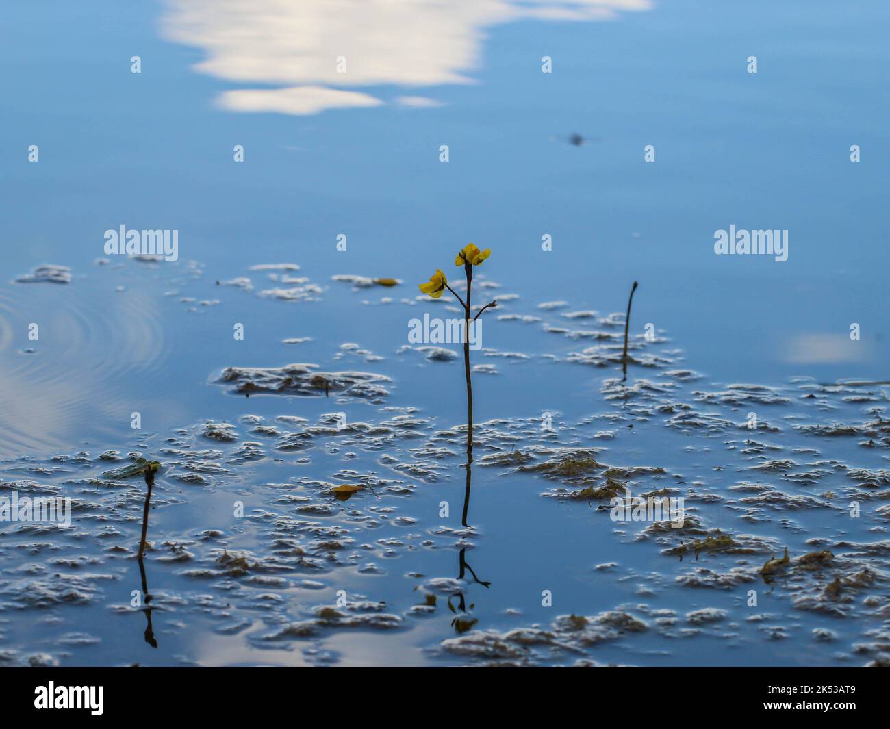 Fleurs jaunes du bladdermoût commun (nom latin : Utricularia vulgaris) dans l'étang de la Serbie occidentale Banque D'Images